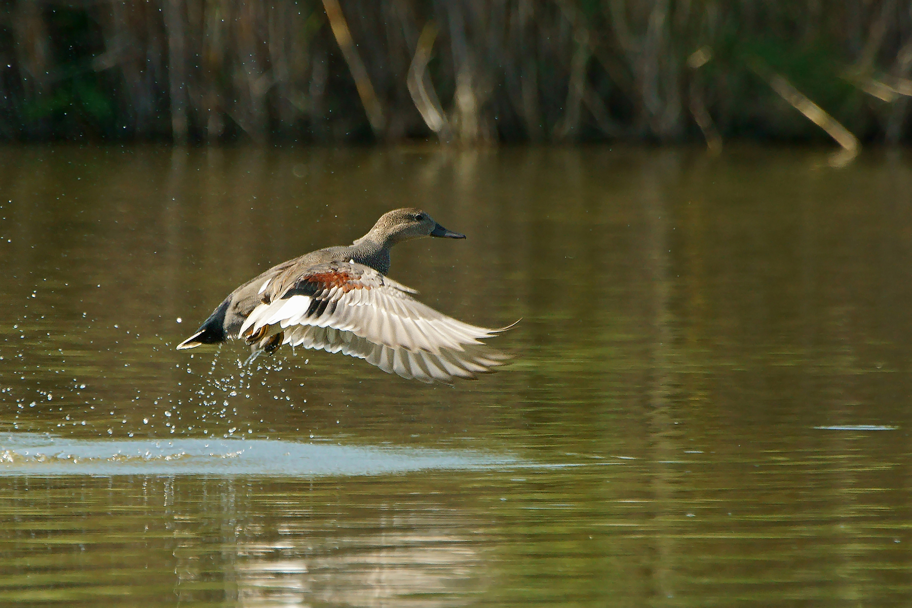 Gadwall