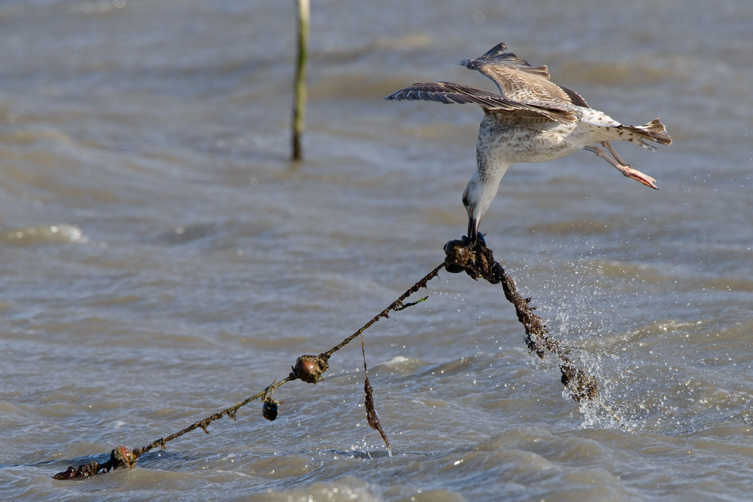 il 'tiro alla fune' -1
