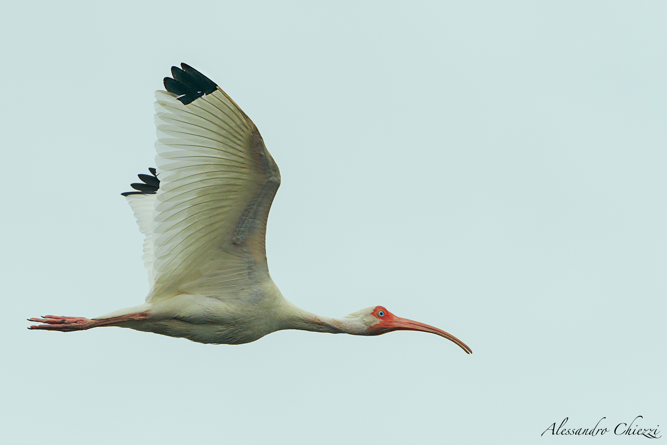 White Ibis