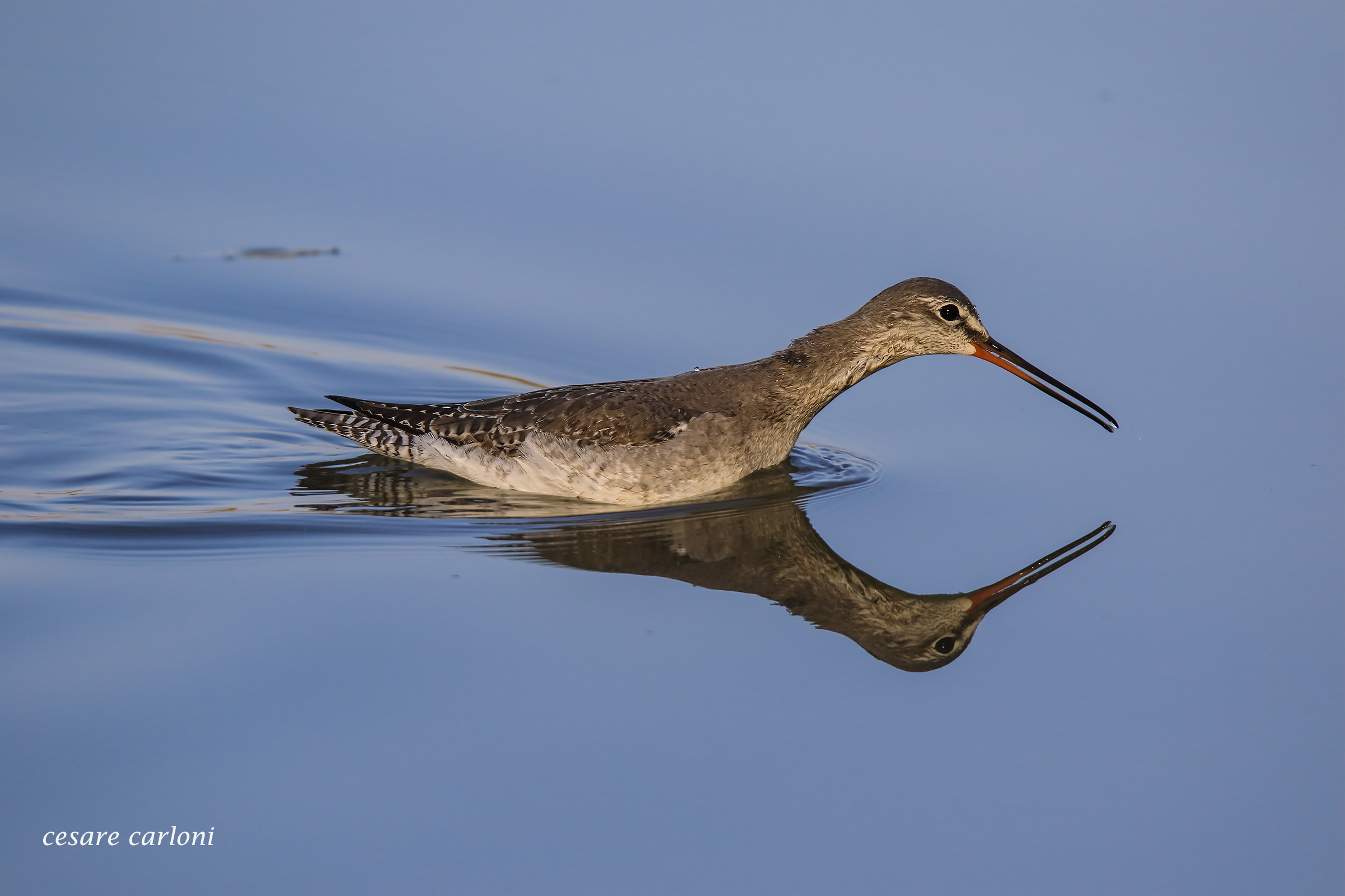 Squid nature reserve torrile