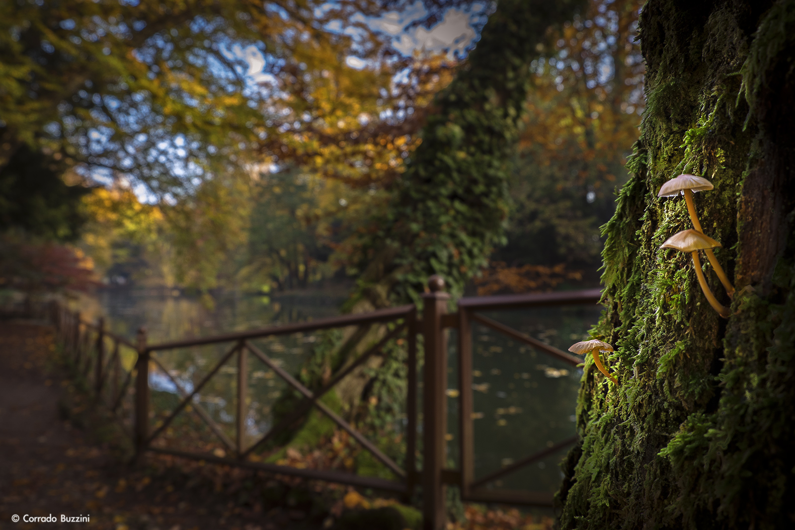 Funghi al parco di Monza Autunno