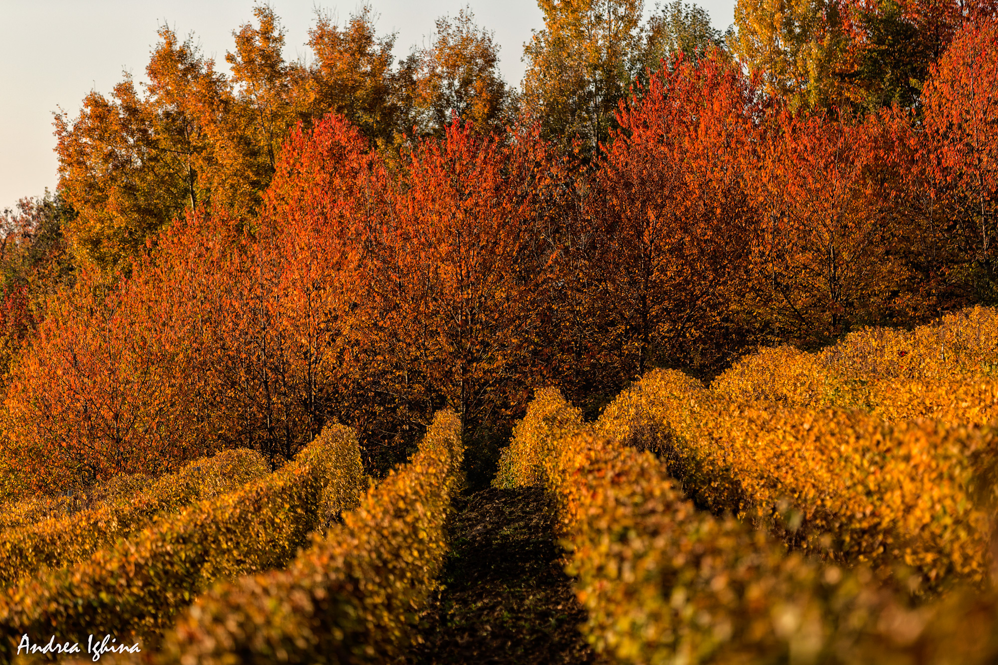 Magnifico autunno nelle Langhe.