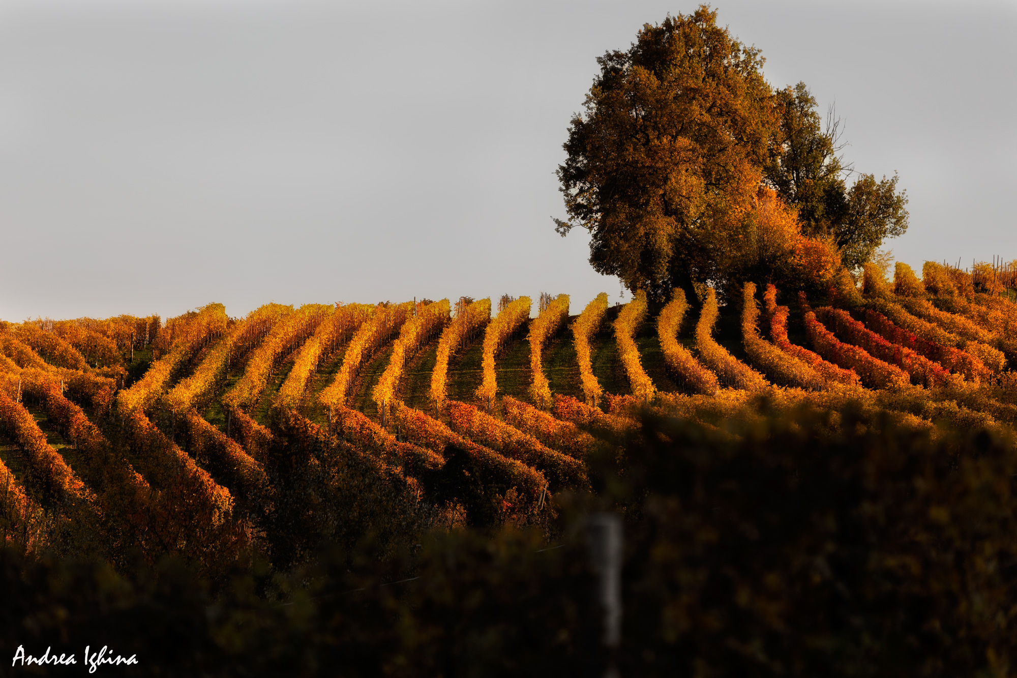 Magnifico autunno nelle Langhe.
