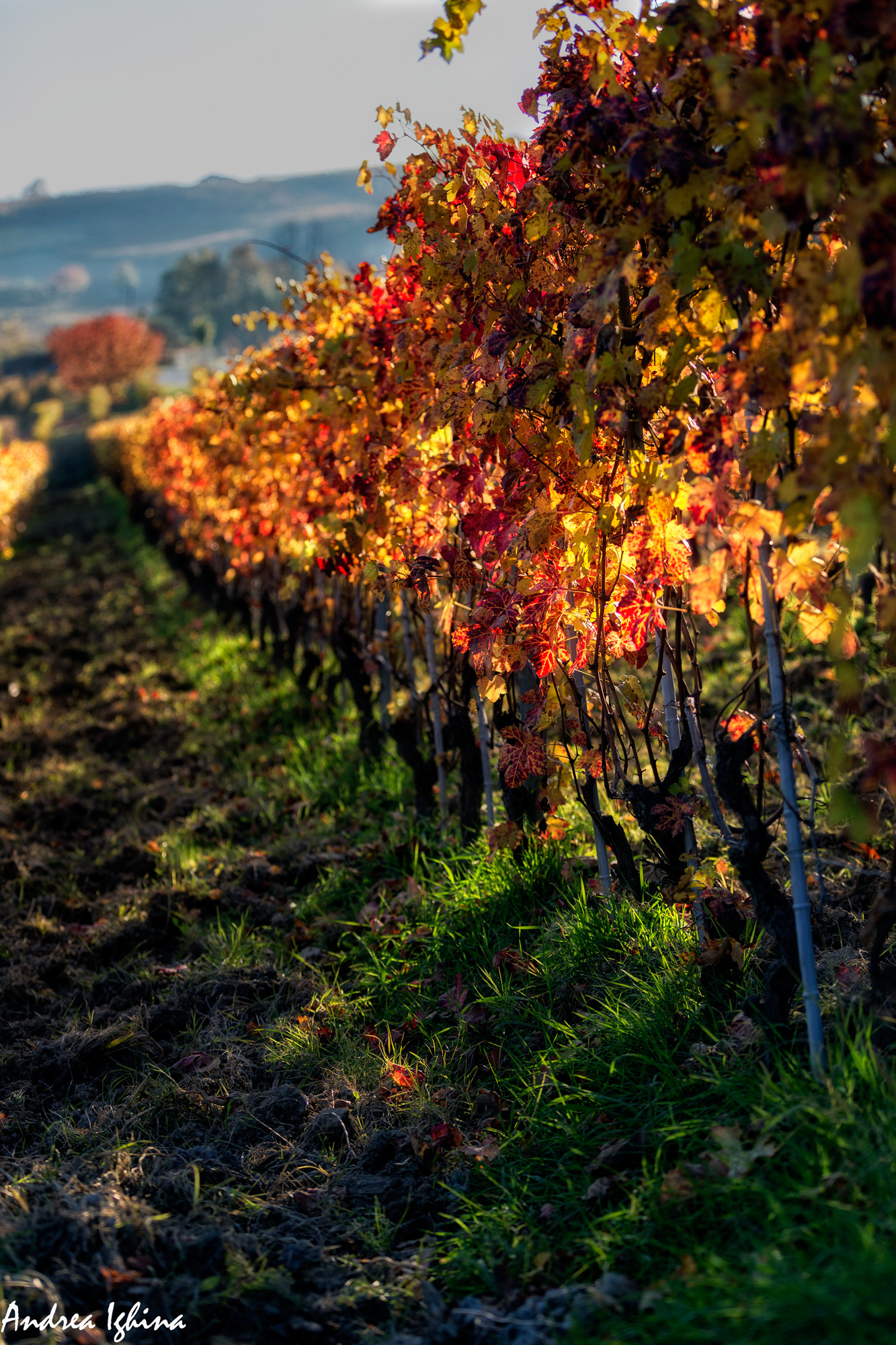 Magnifico autunno nelle Langhe.