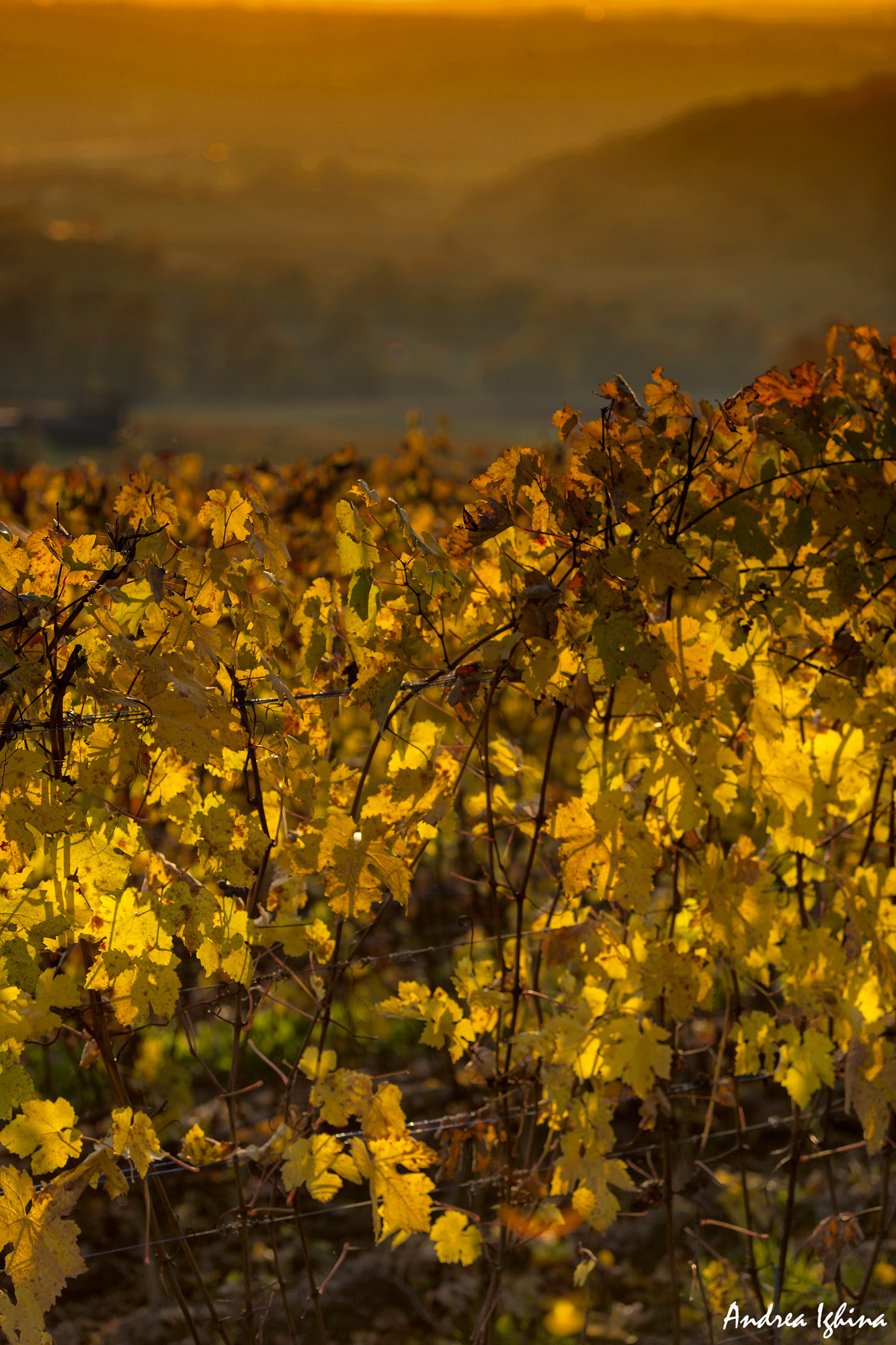 Magnifico autunno nelle Langhe.