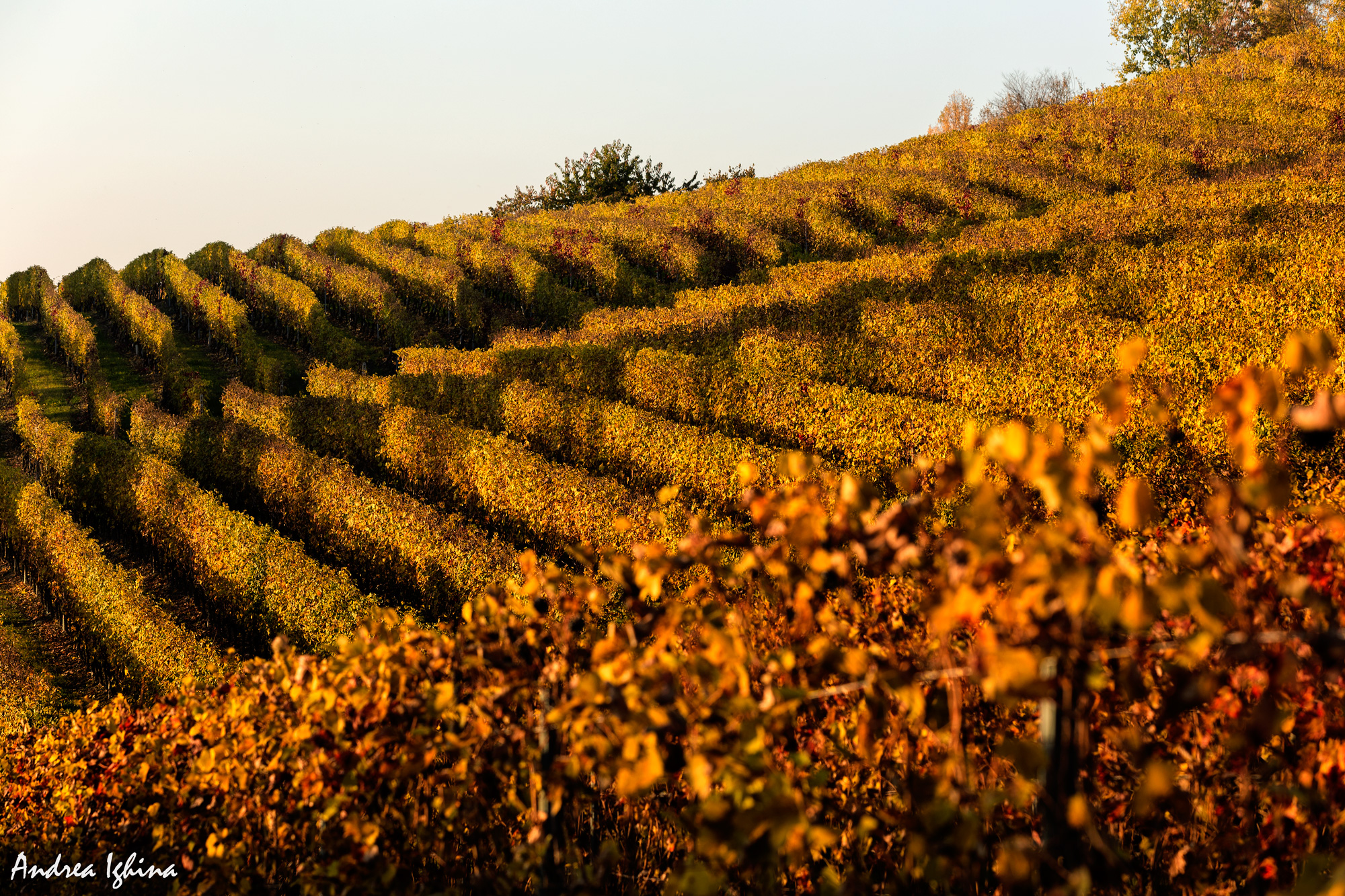 Magnifico autunno nelle Langhe.