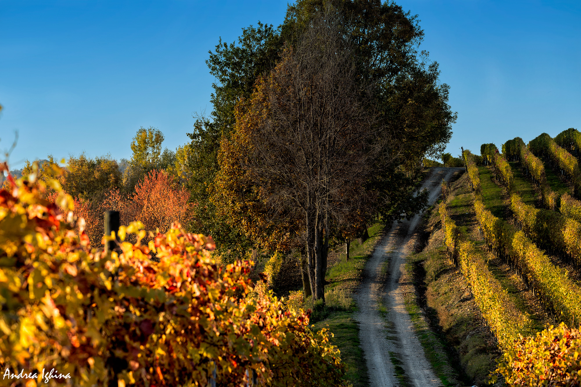 Magnifico autunno nelle Langhe.