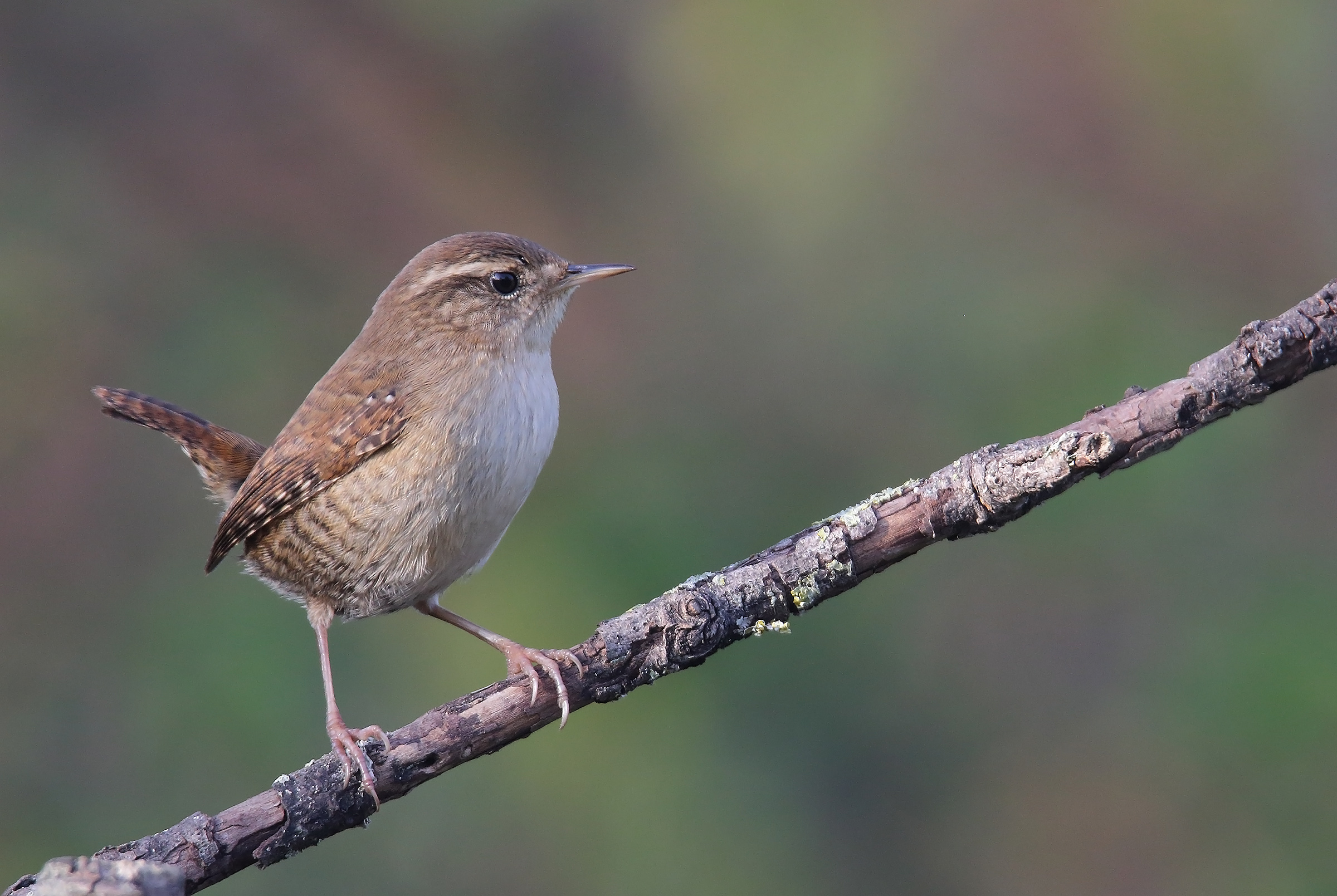 wren