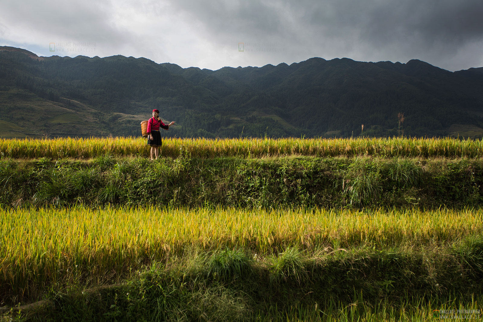 Paddies Dazhai "China"