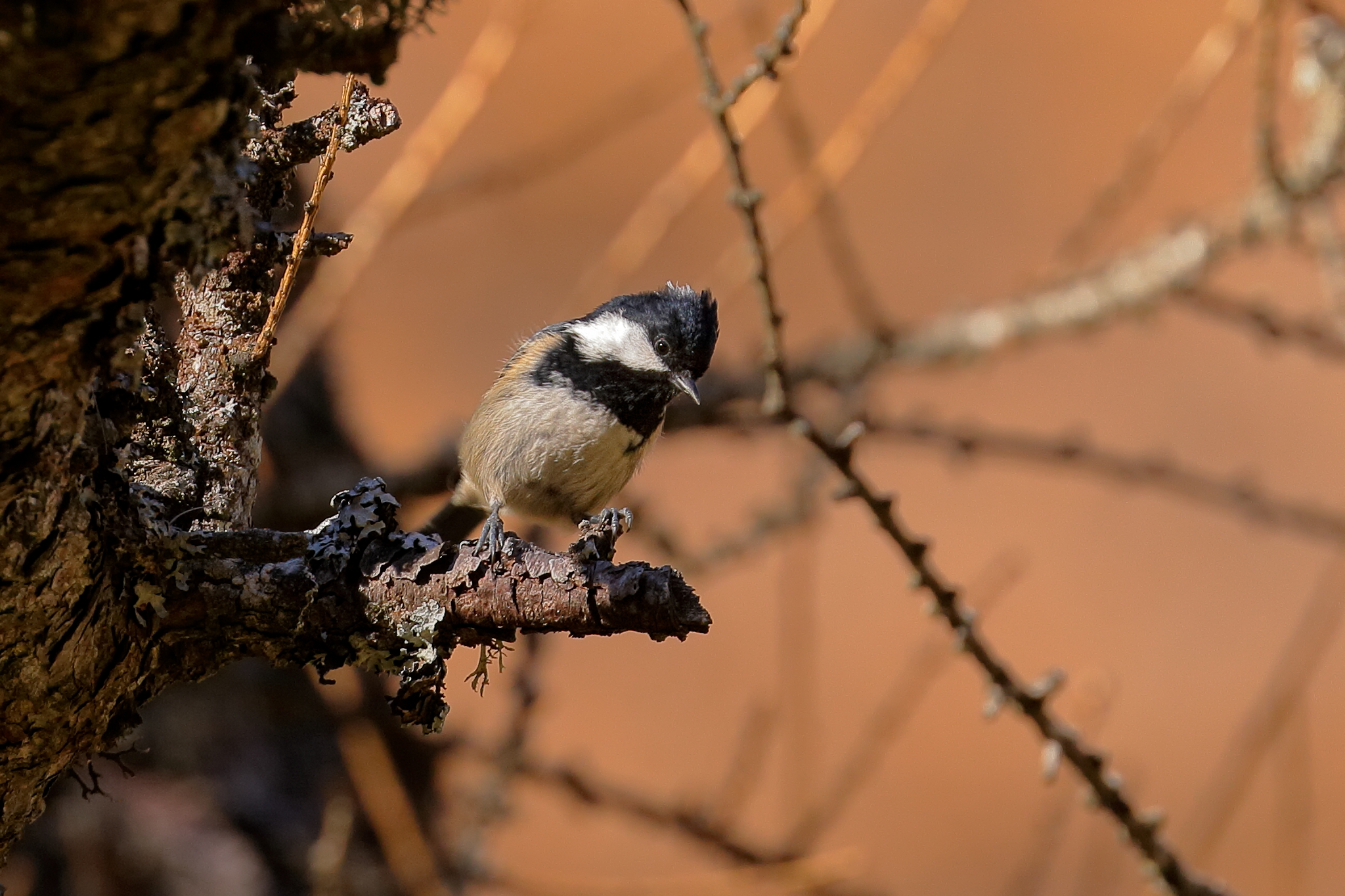 Cincia Mora Alpestre (Poecile palustris)