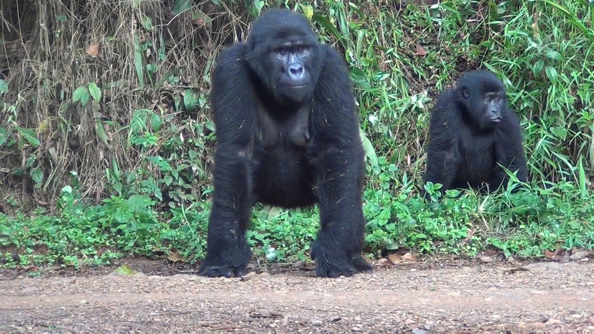 Gorillas in Bwindi Impenetrable Forest