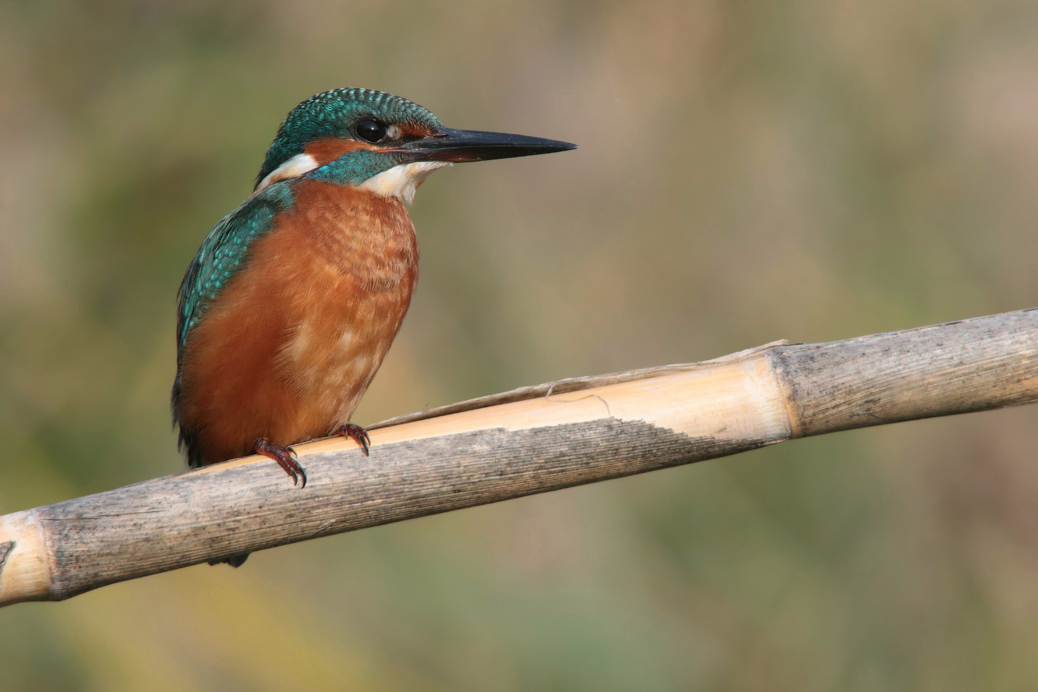 Primo martin pescatore(f) da vicino