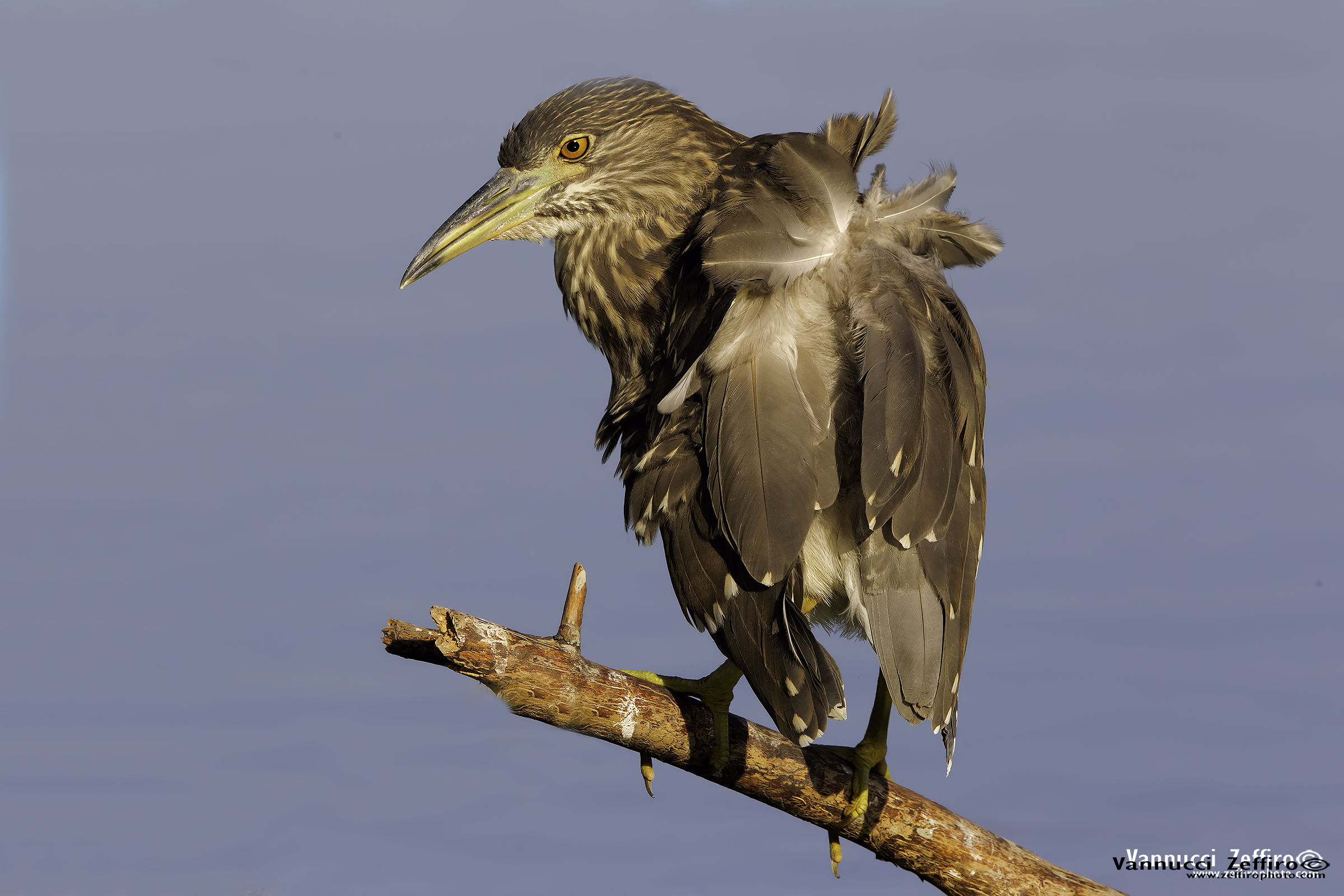 Night Heron