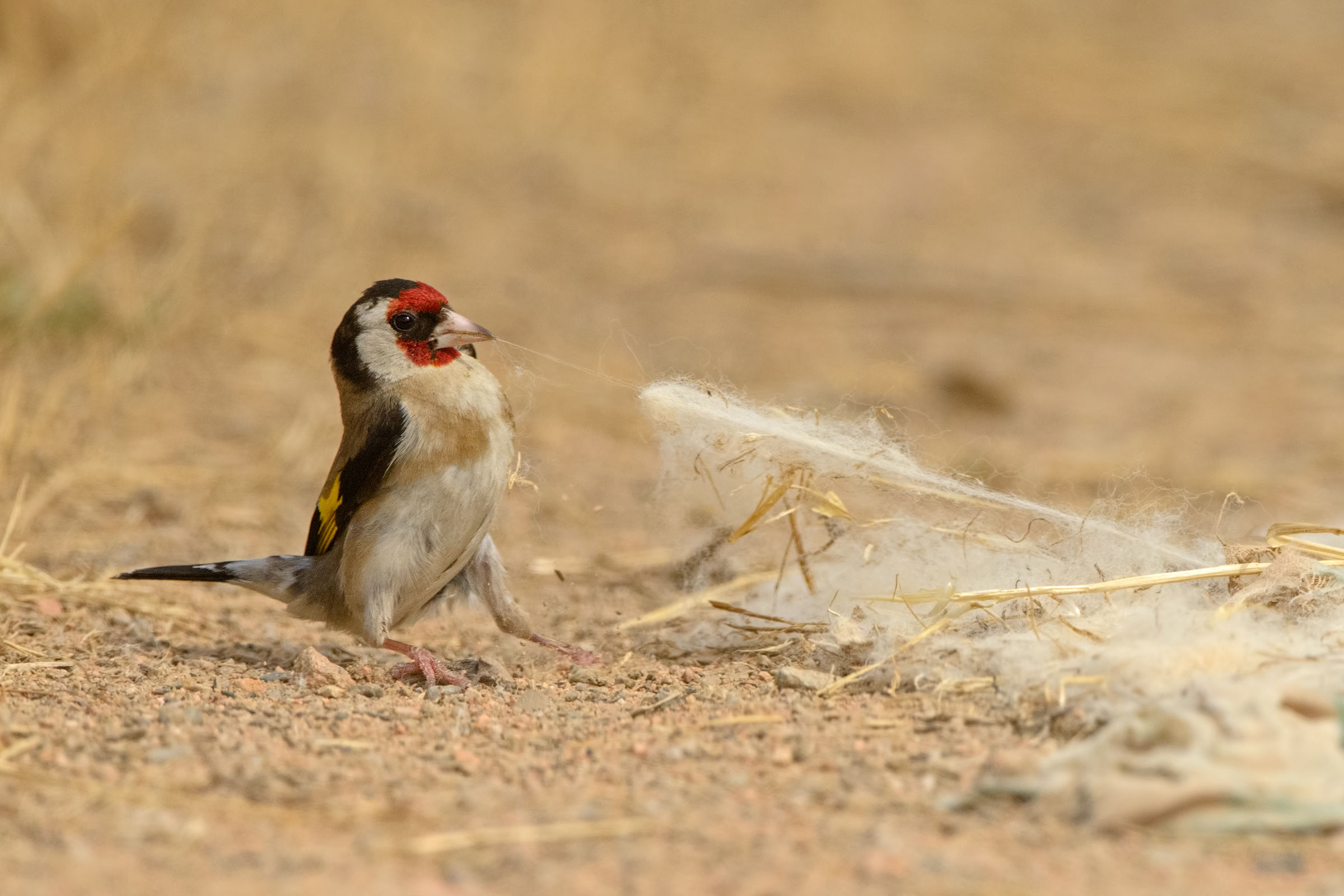 il 'tiro alla fune'-2