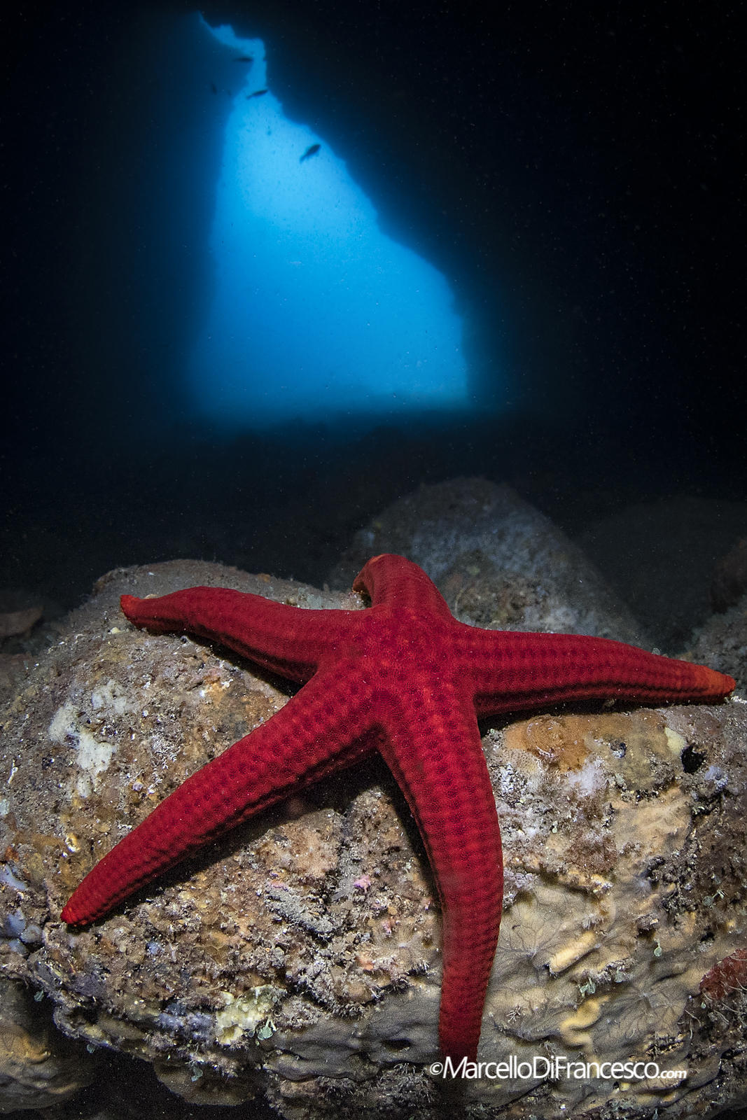 Secca delle Formiche  - Procida (na)