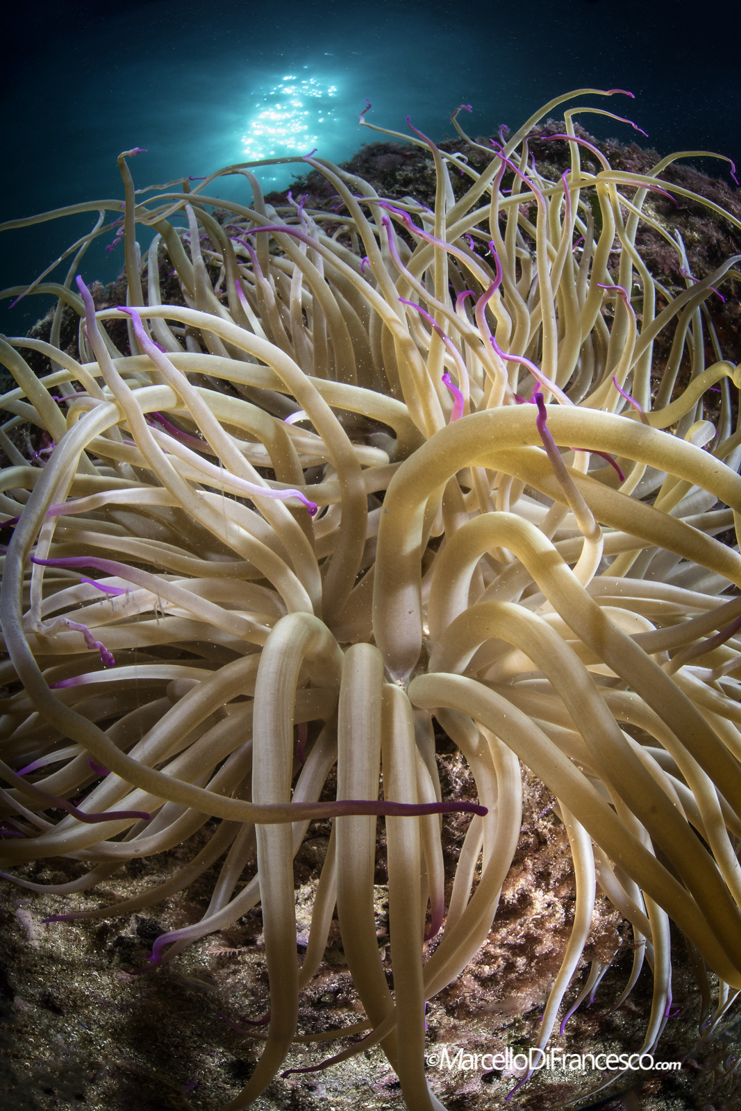 Punta Pizzaco - Procida(NA)