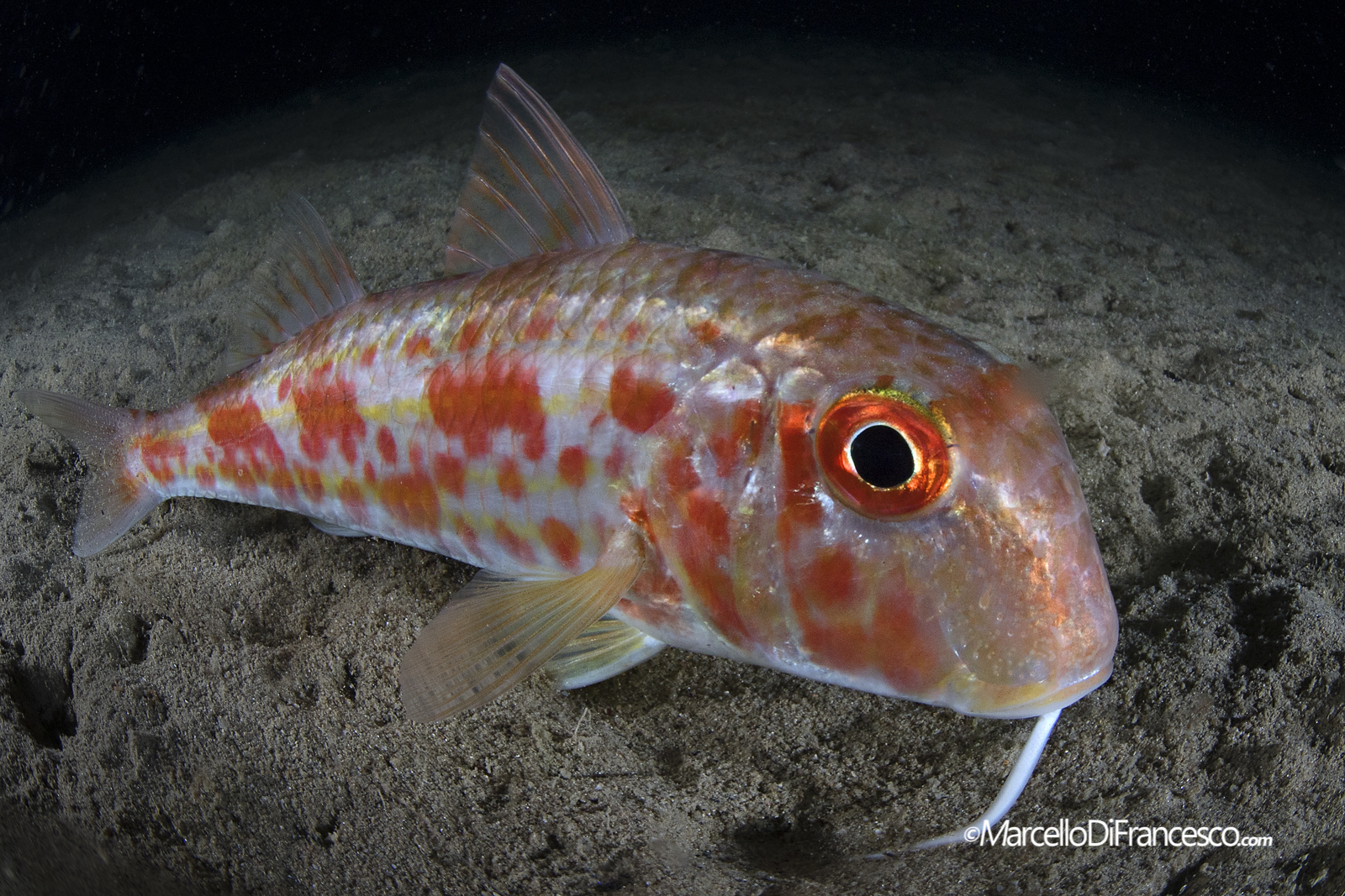 Triglia - Capo Noli (sv)