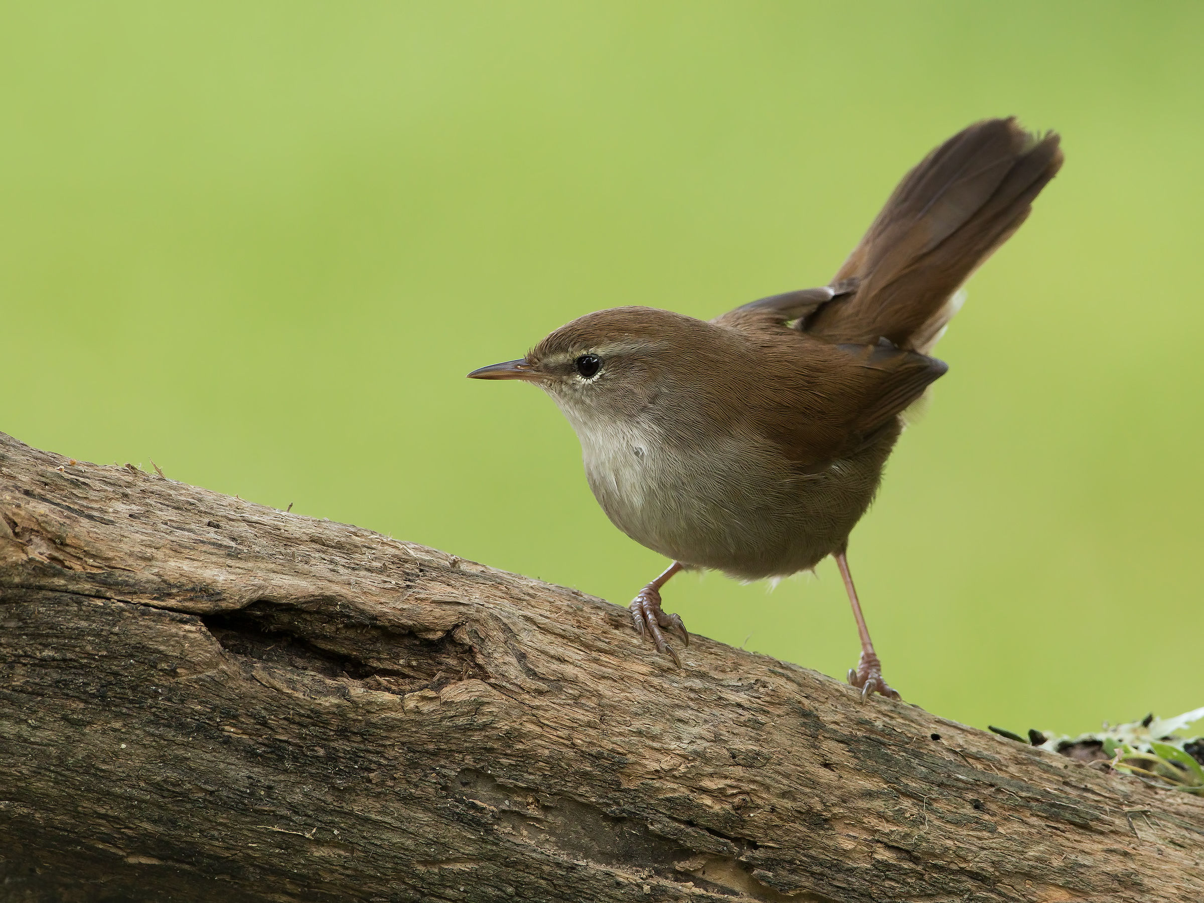 Cetti's warbler