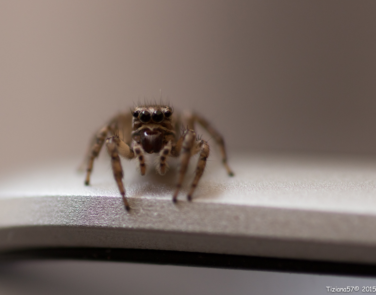 Jumping Spider South America 3