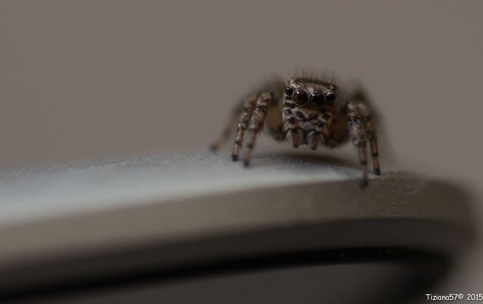 Jumping Spider South America 4