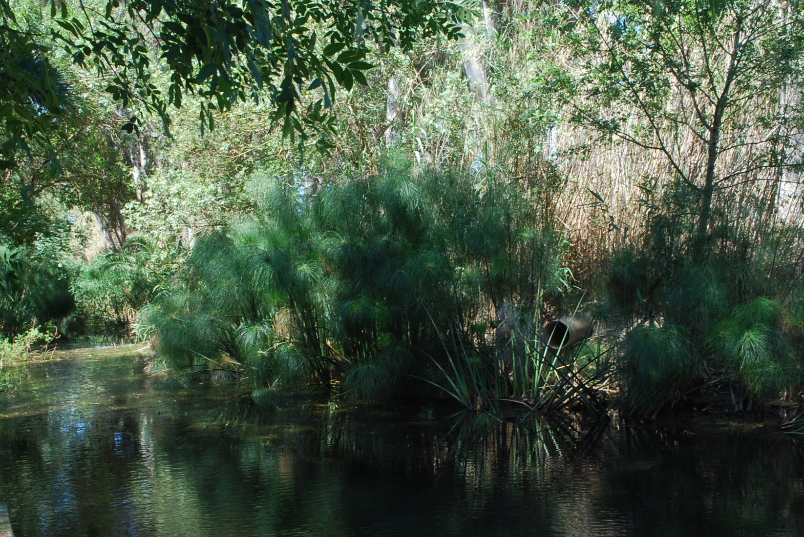 Là dove nasce il Papiro fiume Ciane Sr