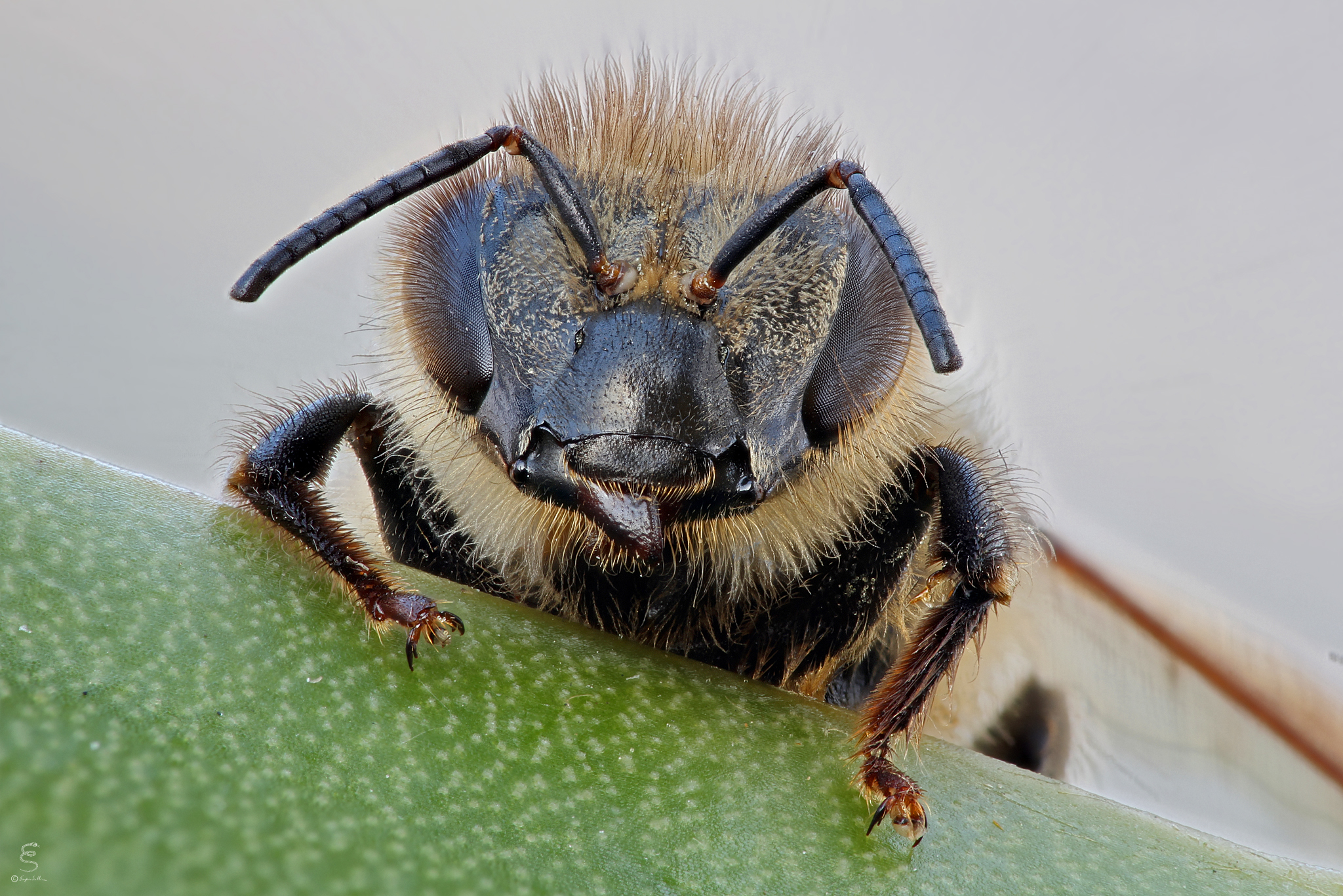 Portrait of Bee