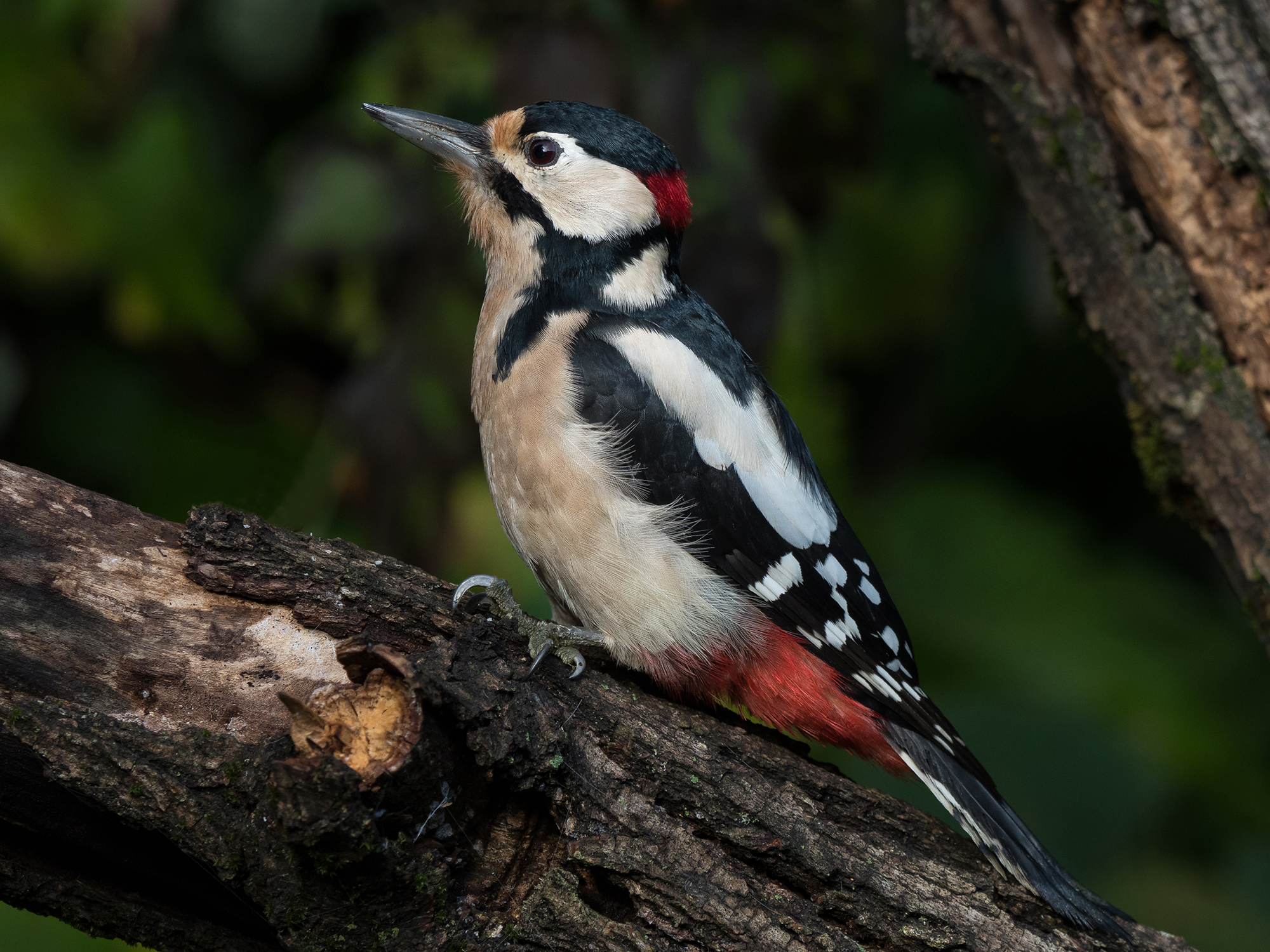 Spotted Woodpecker (male)