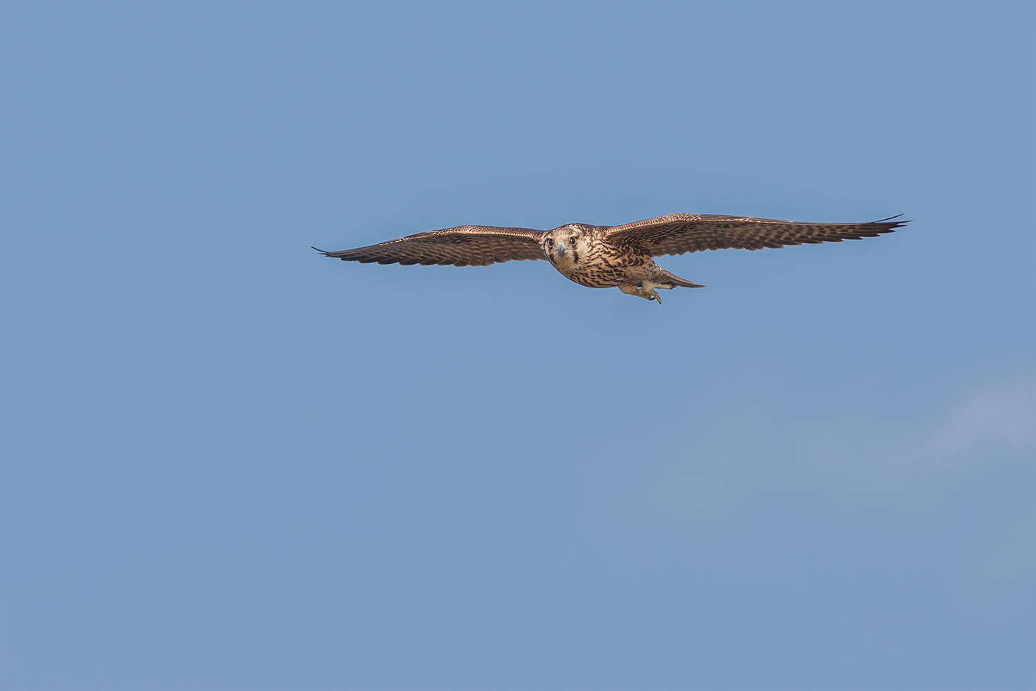 Peregrine falcon