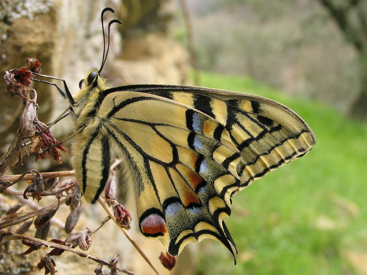 Appena uscita dalla crisalide
