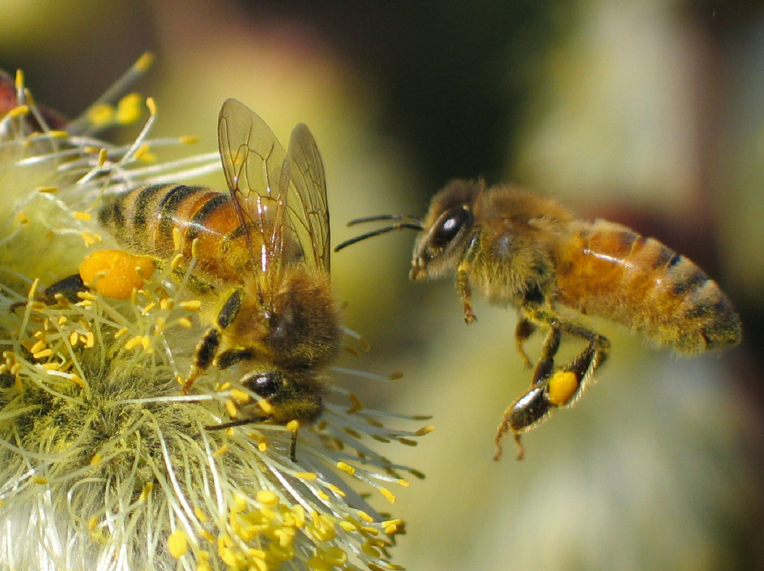 api operaie al lavoro