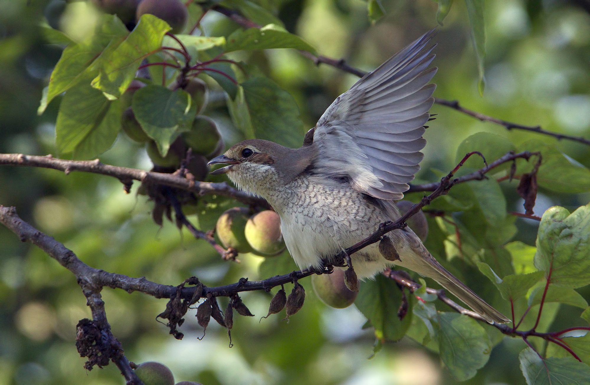Averla piccola  Femmina