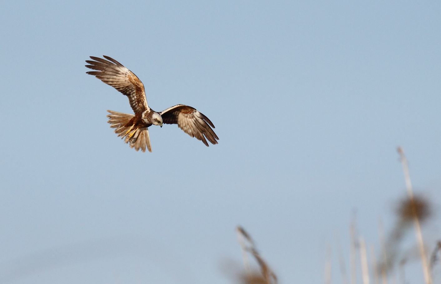 Marsh Harrier