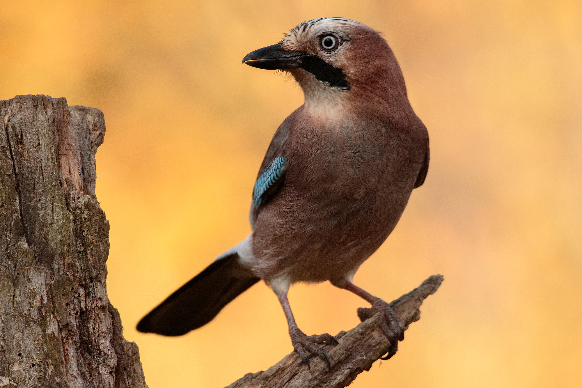 Jay (Skua Nature Vercelli)