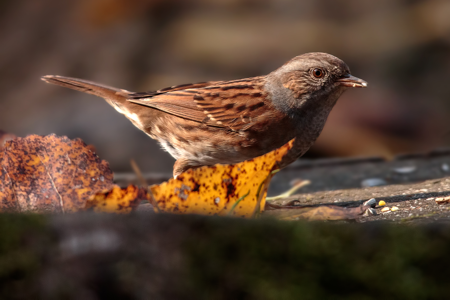 Dunnock (Skua Nature Vercelli)