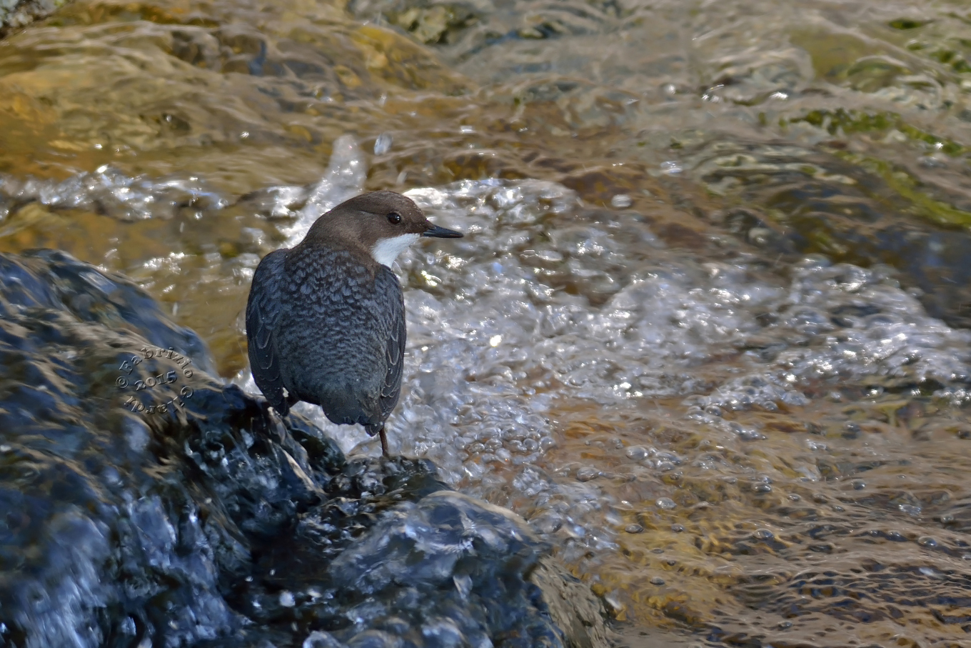 Dipper (Cinclus cinclus)