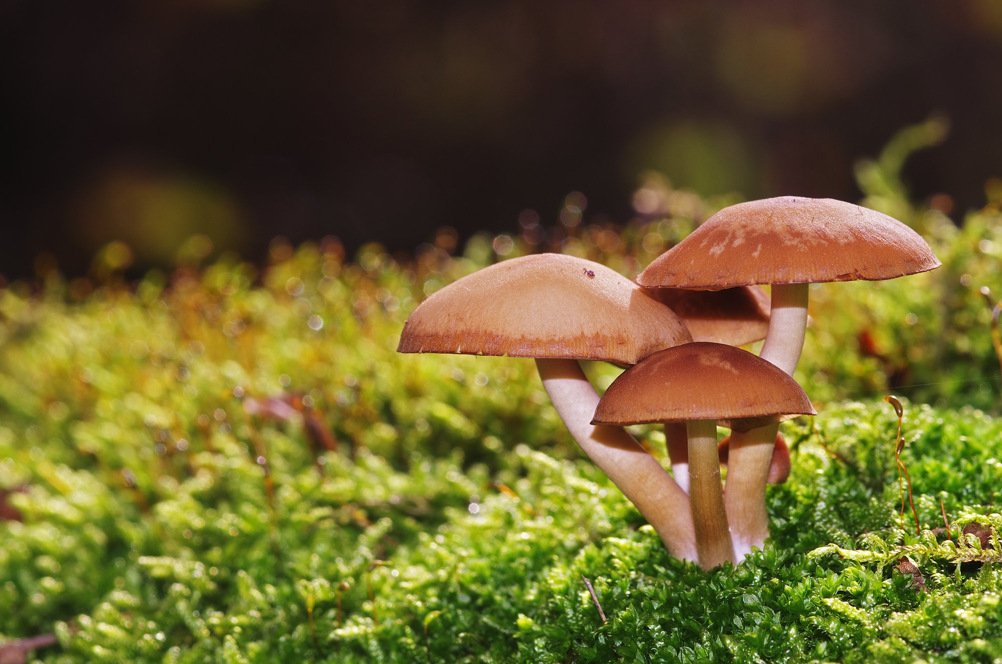 Su un tappeto di muschio