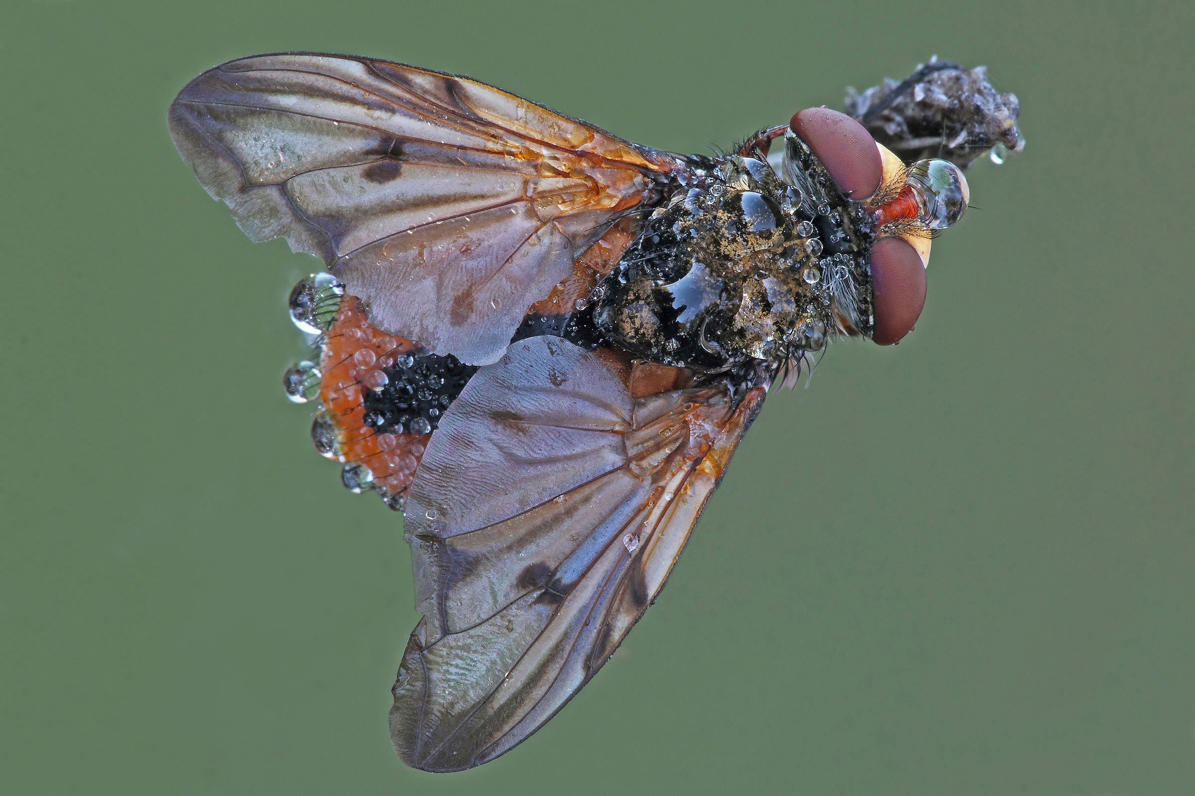 .... The last of 2015 !!!