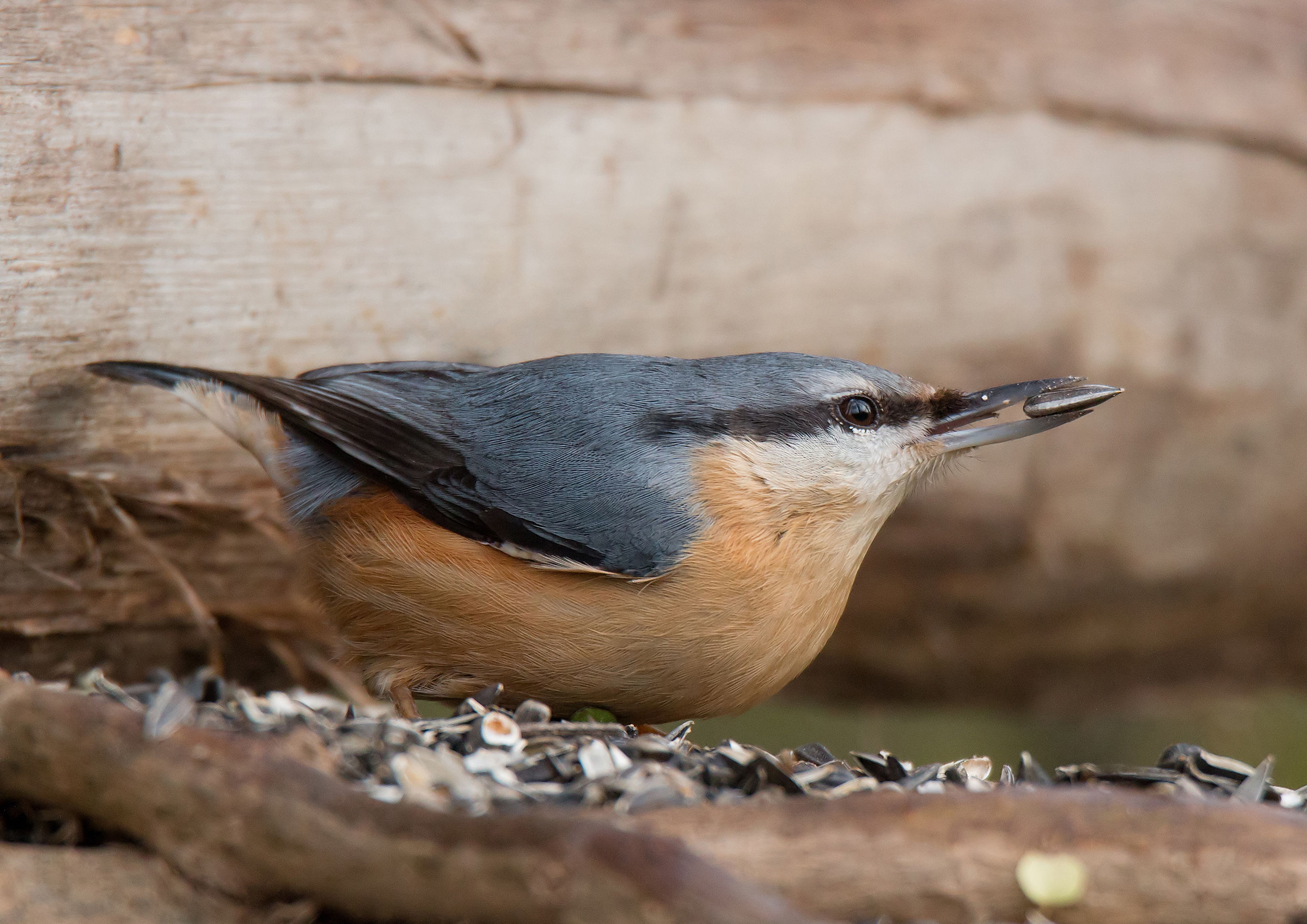 Nuthatch