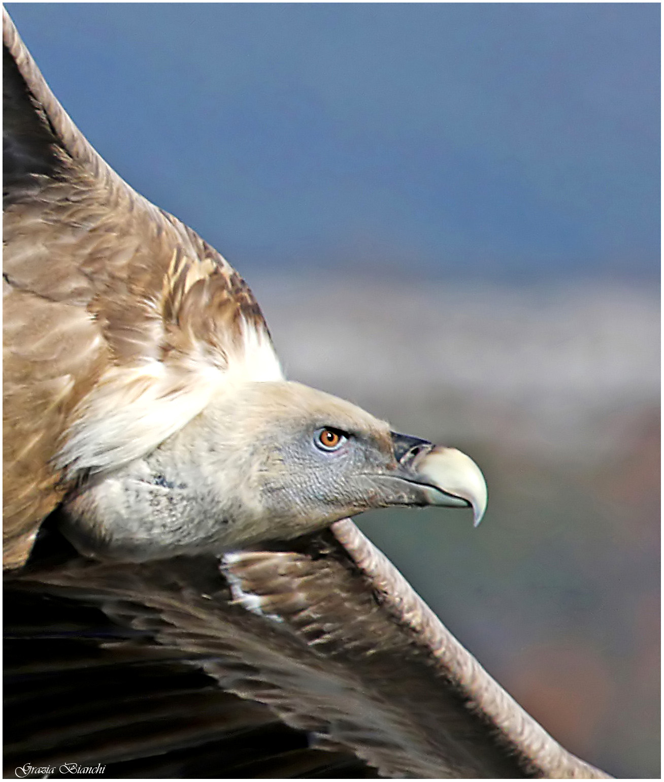 Grifone - Gole del Verdon - particolare