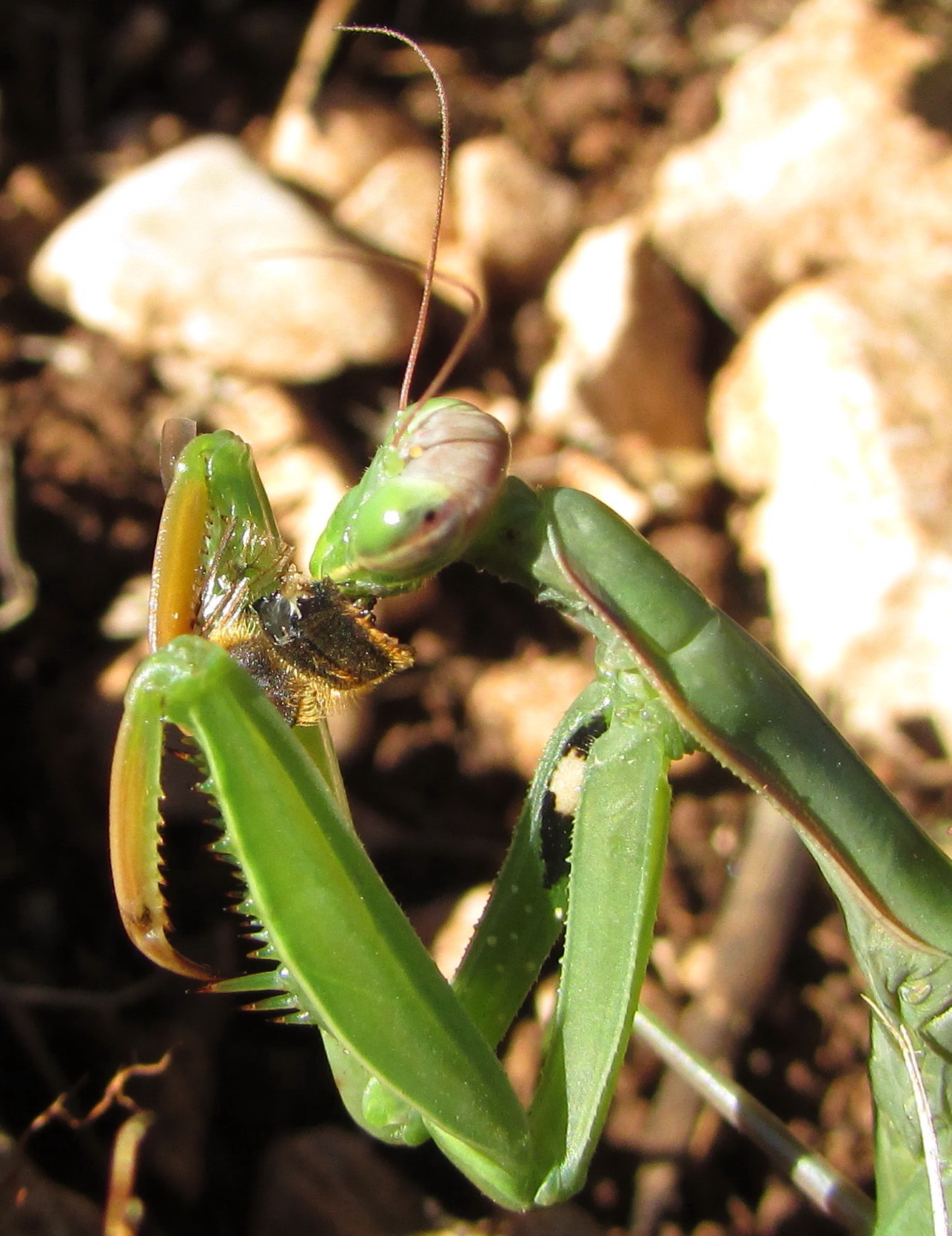 mantis lunch