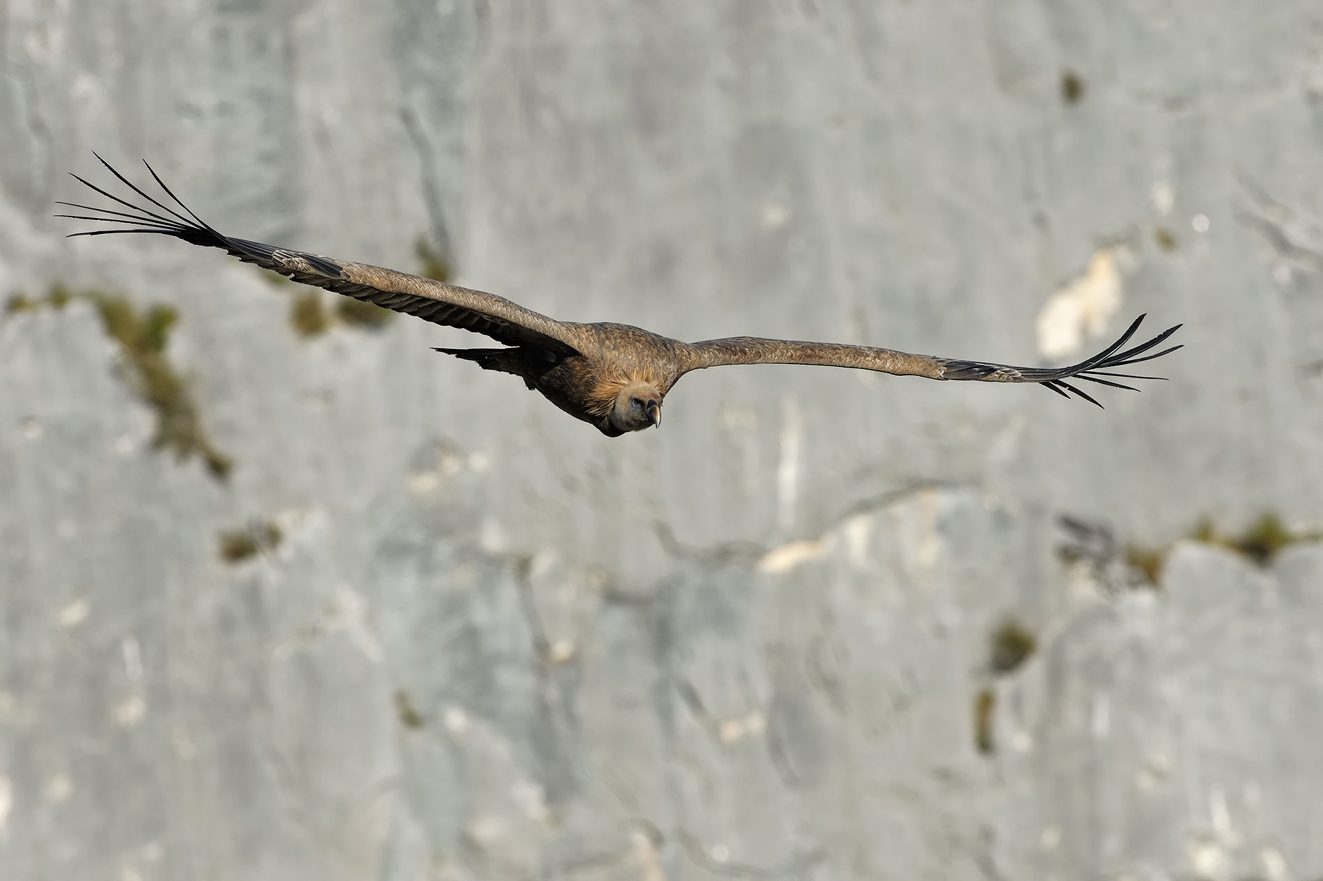 Griffon Vulture