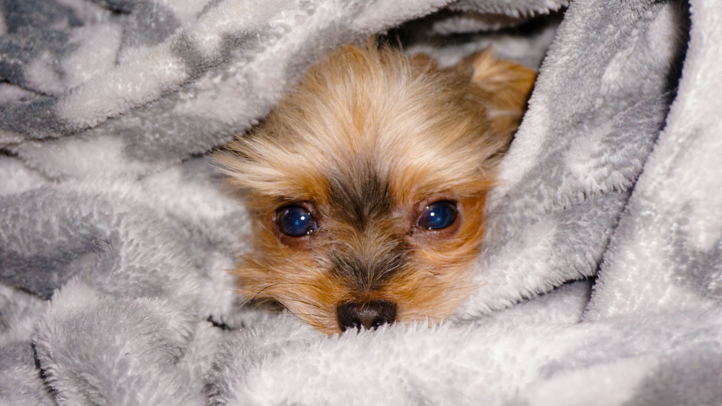 Turbo in the middle of the quilt