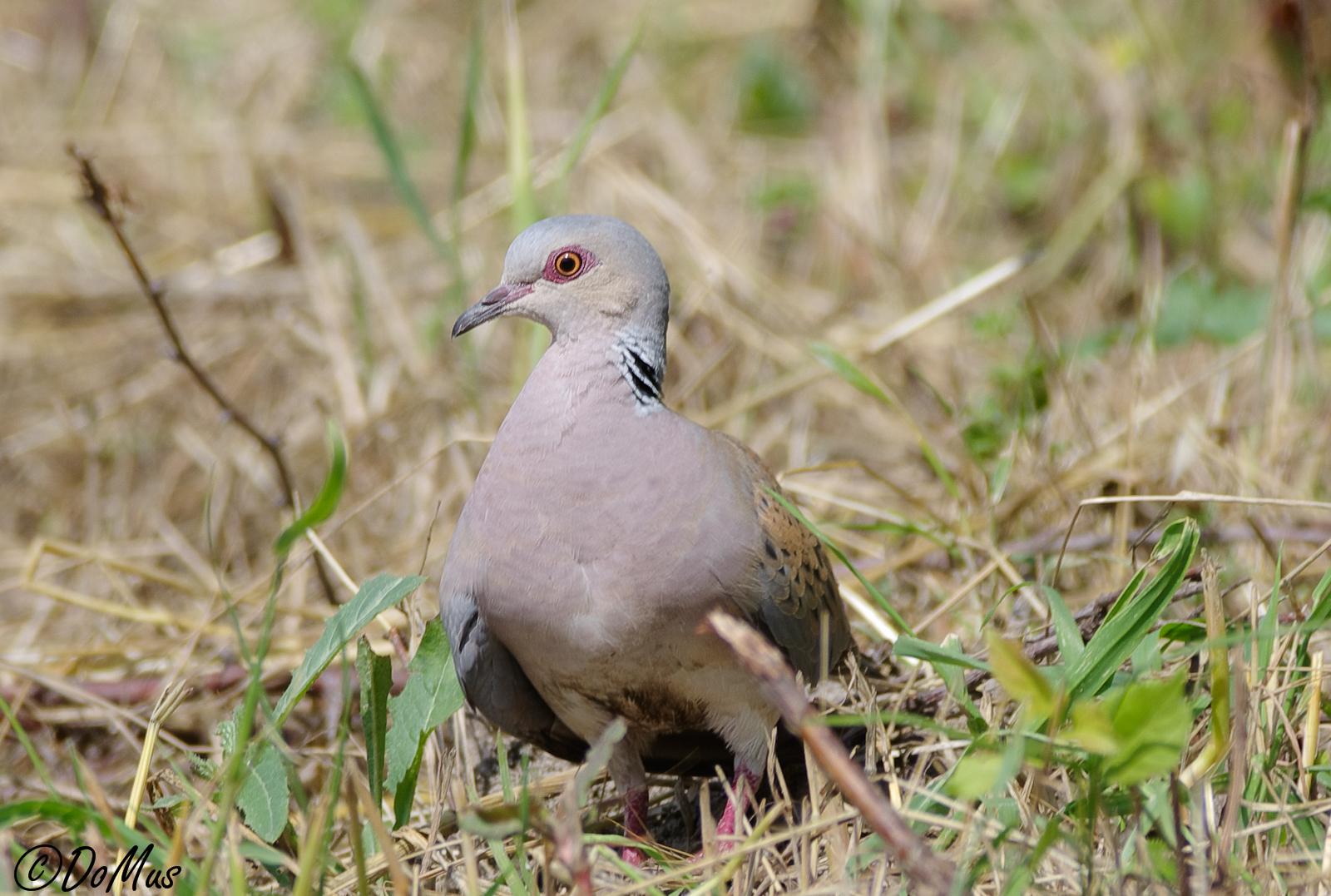 Tortora africana - Streptopelia turtur