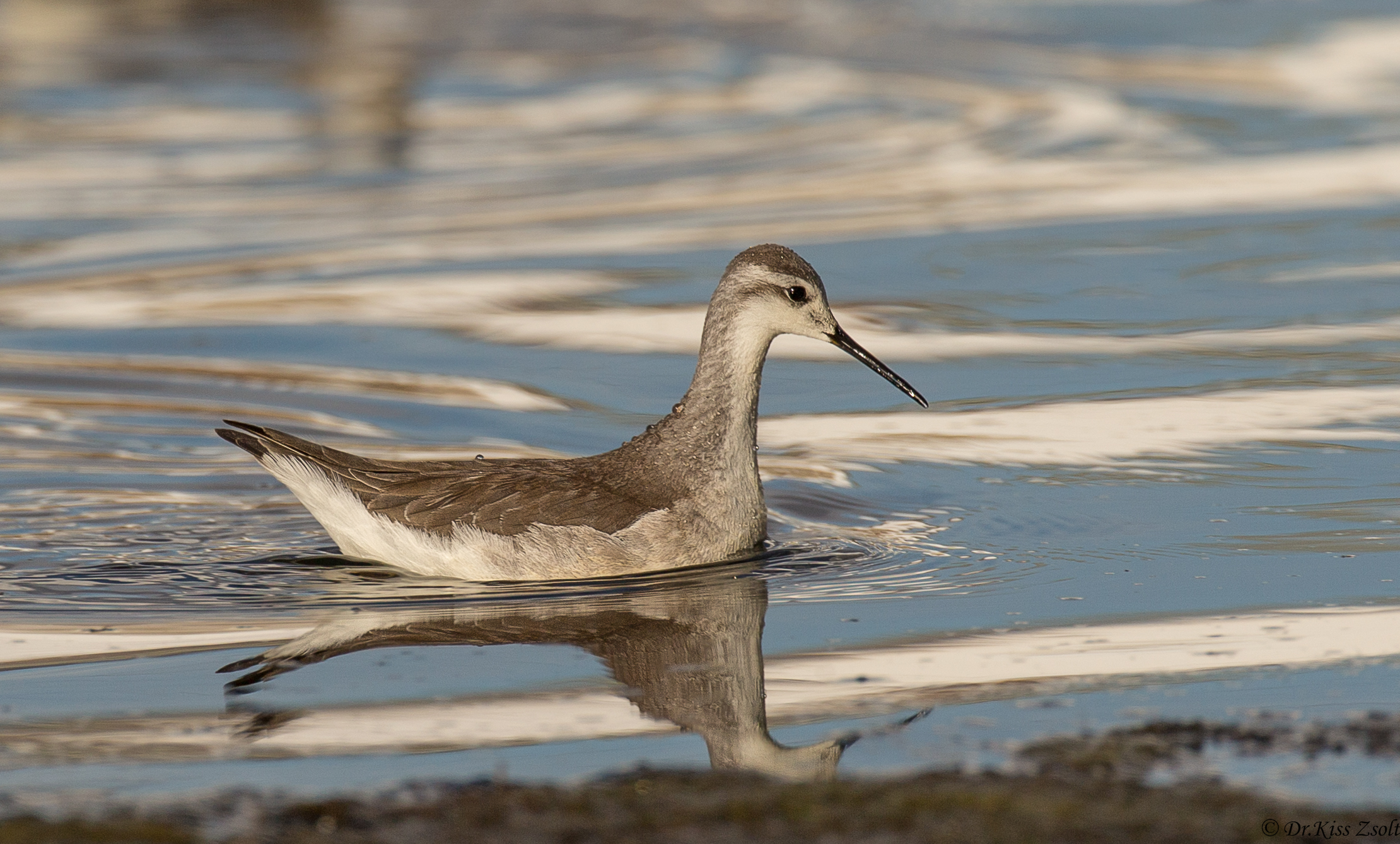 Phalarope