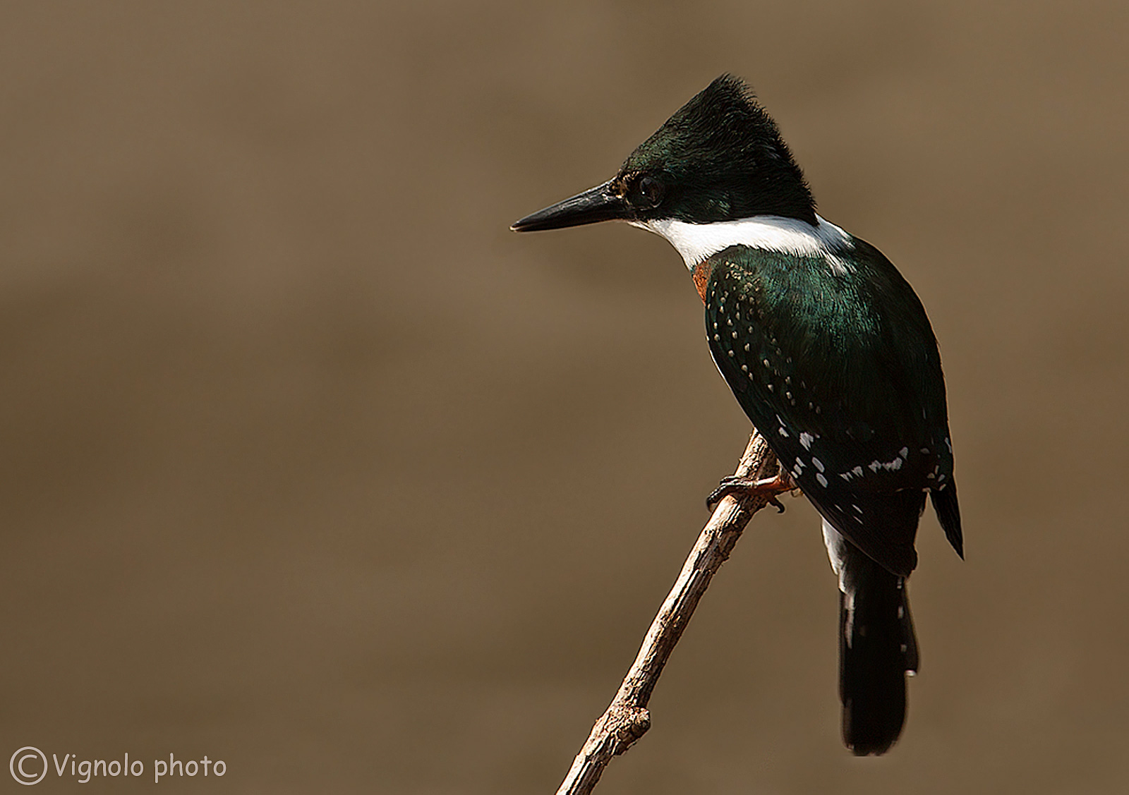 Martin pescatore (taglia piccola)