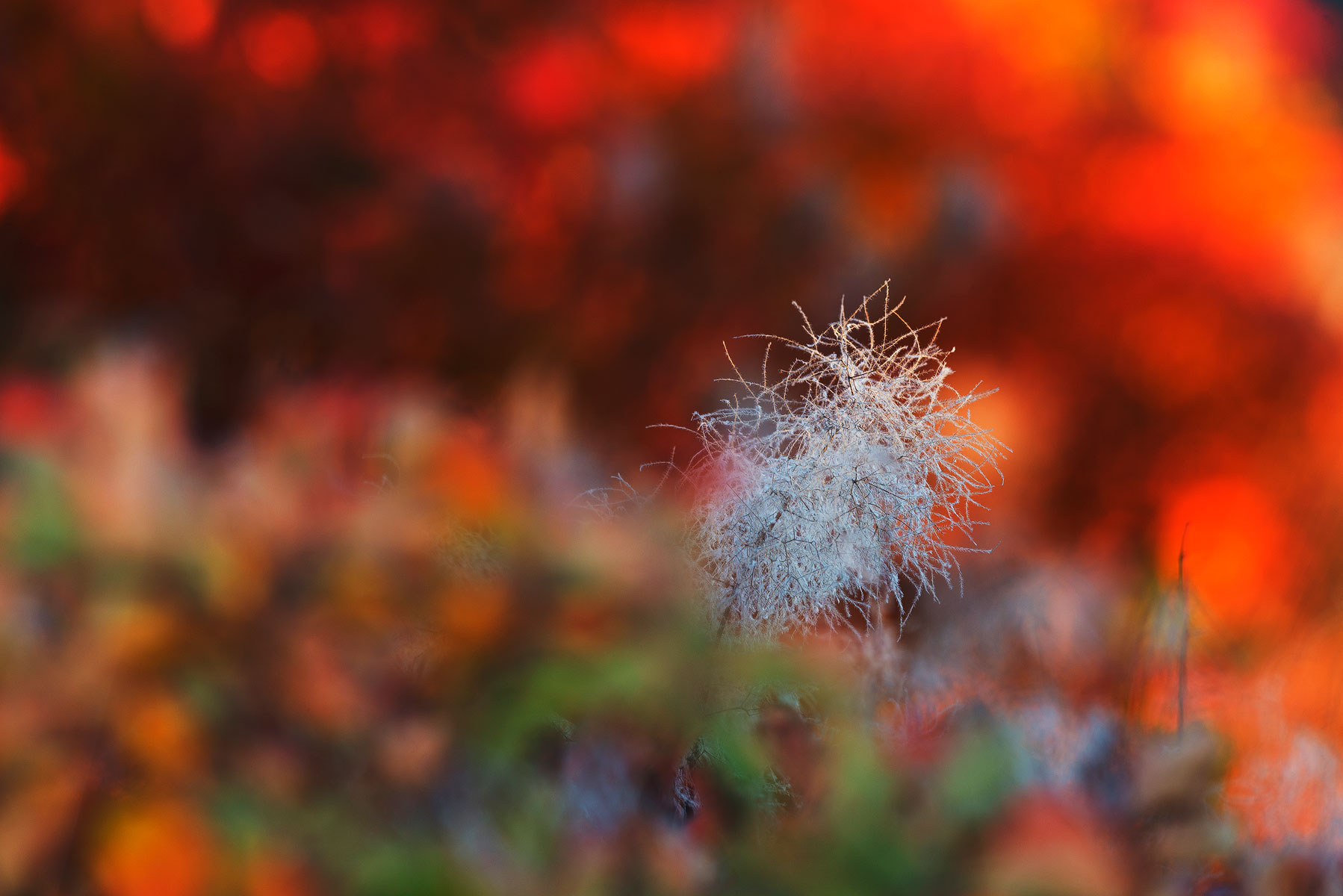 Gorizia Karst. All colors of the world.