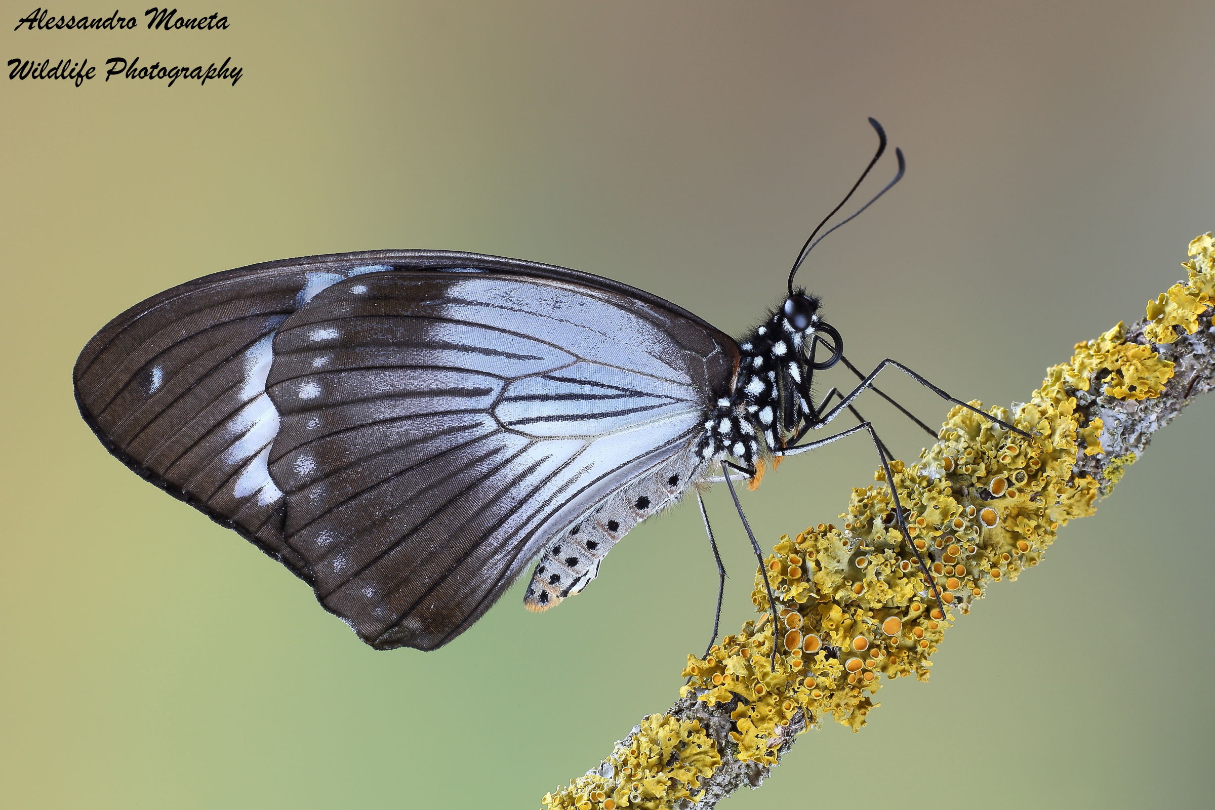 Papilio dardanus