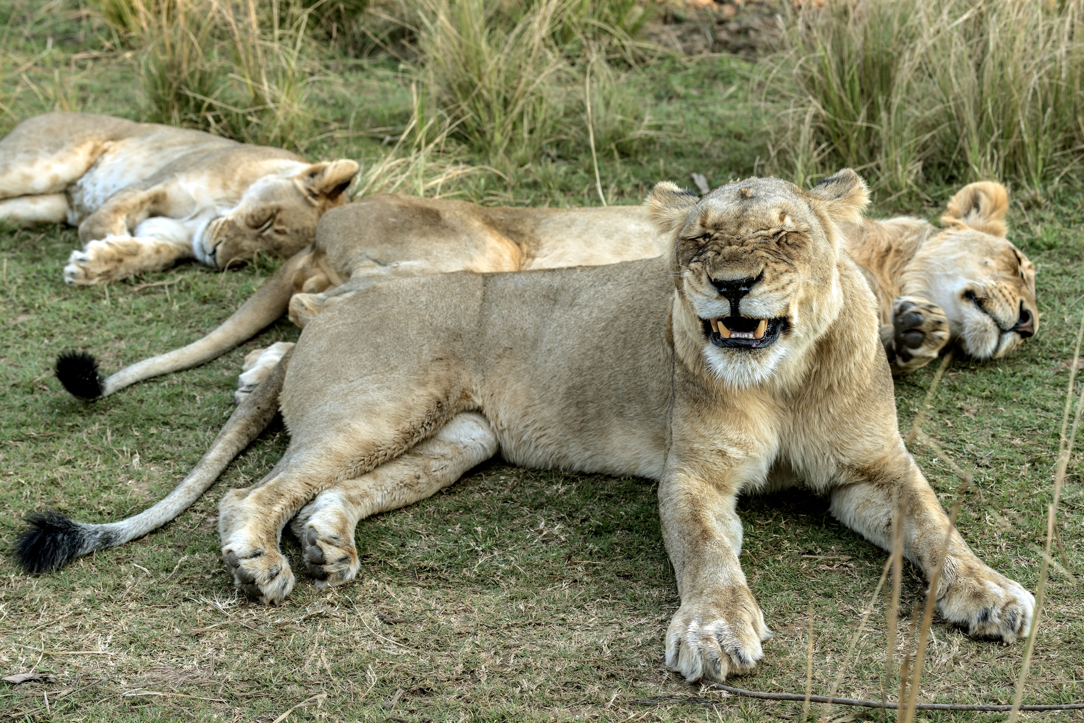 Zambia 2015 - La smorfia