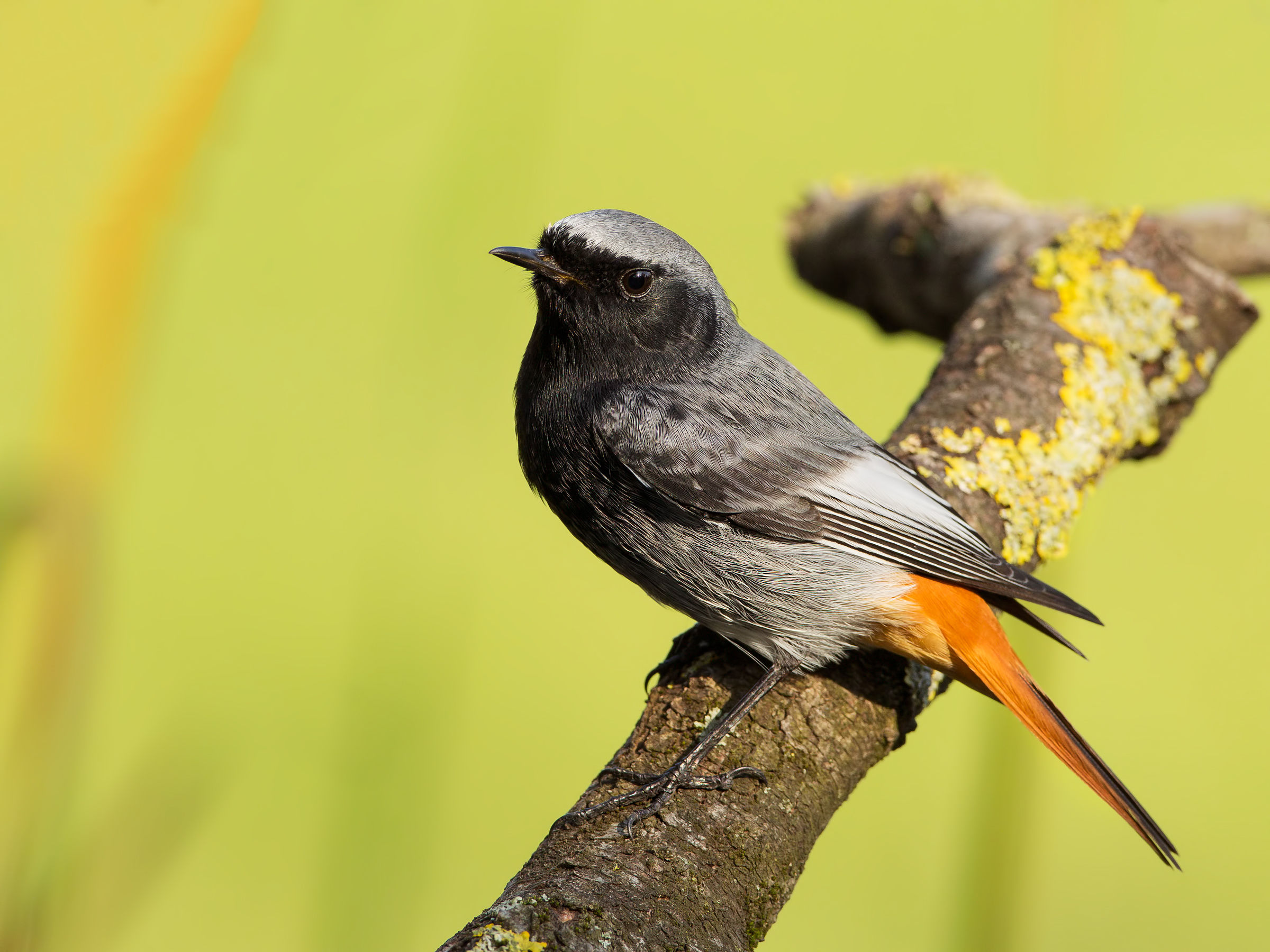 redstart