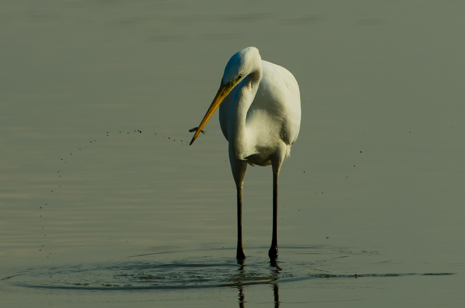 The great white egret (Ardea alba)